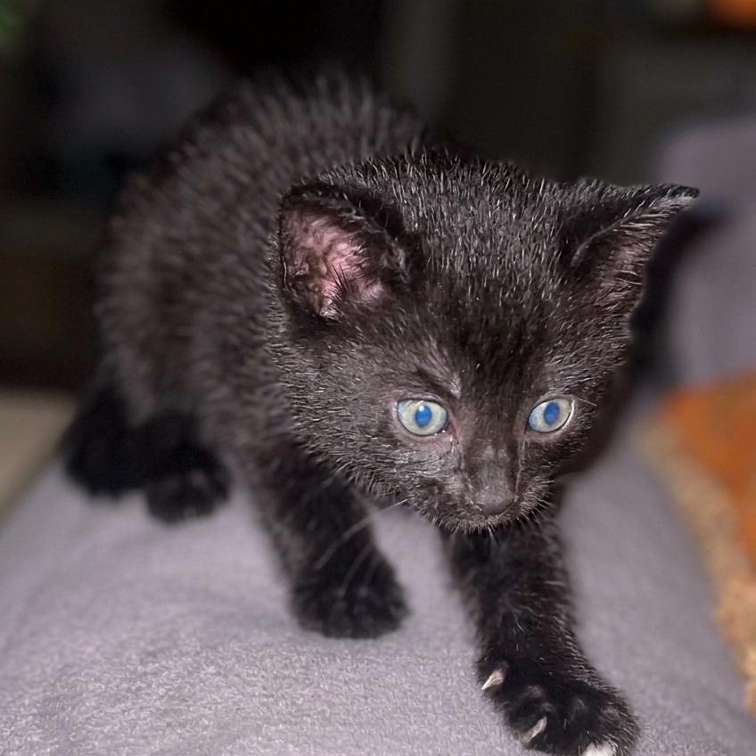 Enlarge Syracuse, a Adoptable Domestic Short Hair in Houston, TX image 3/5