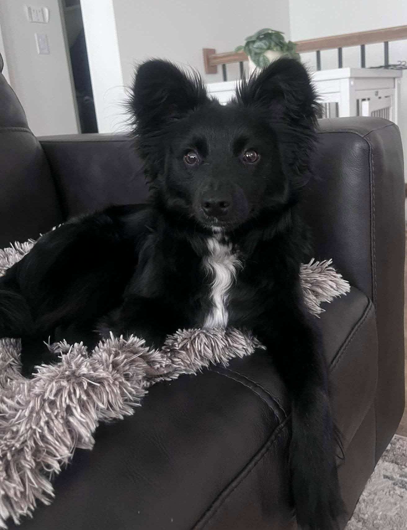 Boo, Adopted, Puppy Male Australian Shepherd & Rat Terrier.