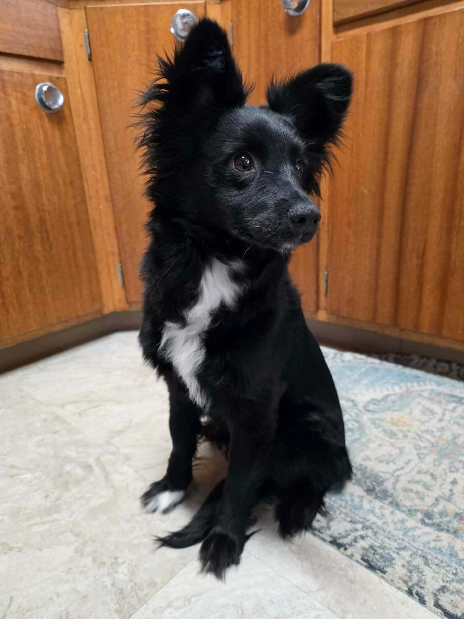 Enlarge Boo, a Adopted mixed breed in West Des Moines, IA image 2/3