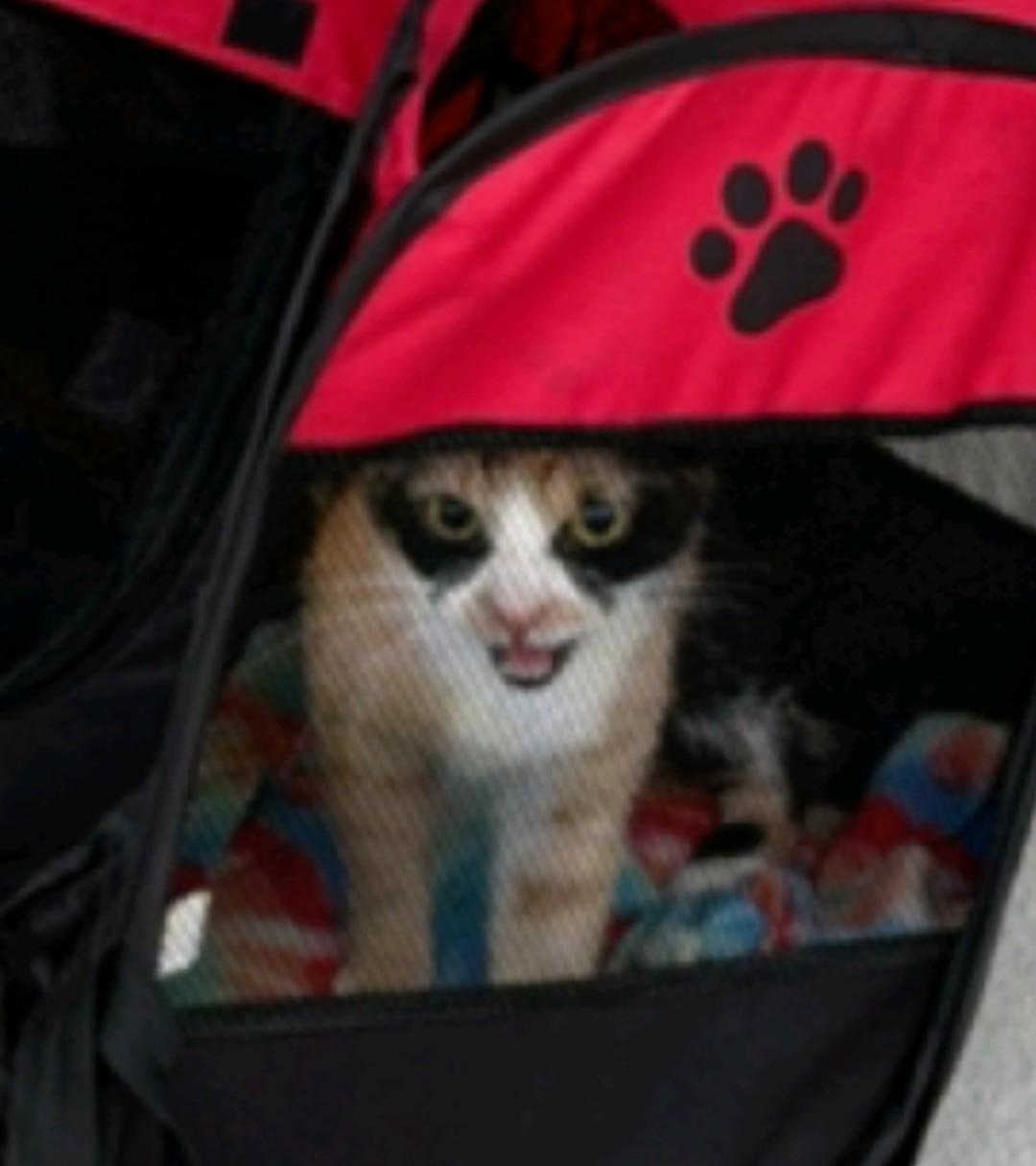 Penny, ADOPTABLE, Adult Female Calico.