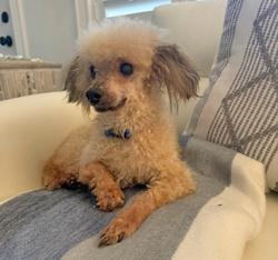 DUBAI, Adopted, Senior Male Poodle (Toy).