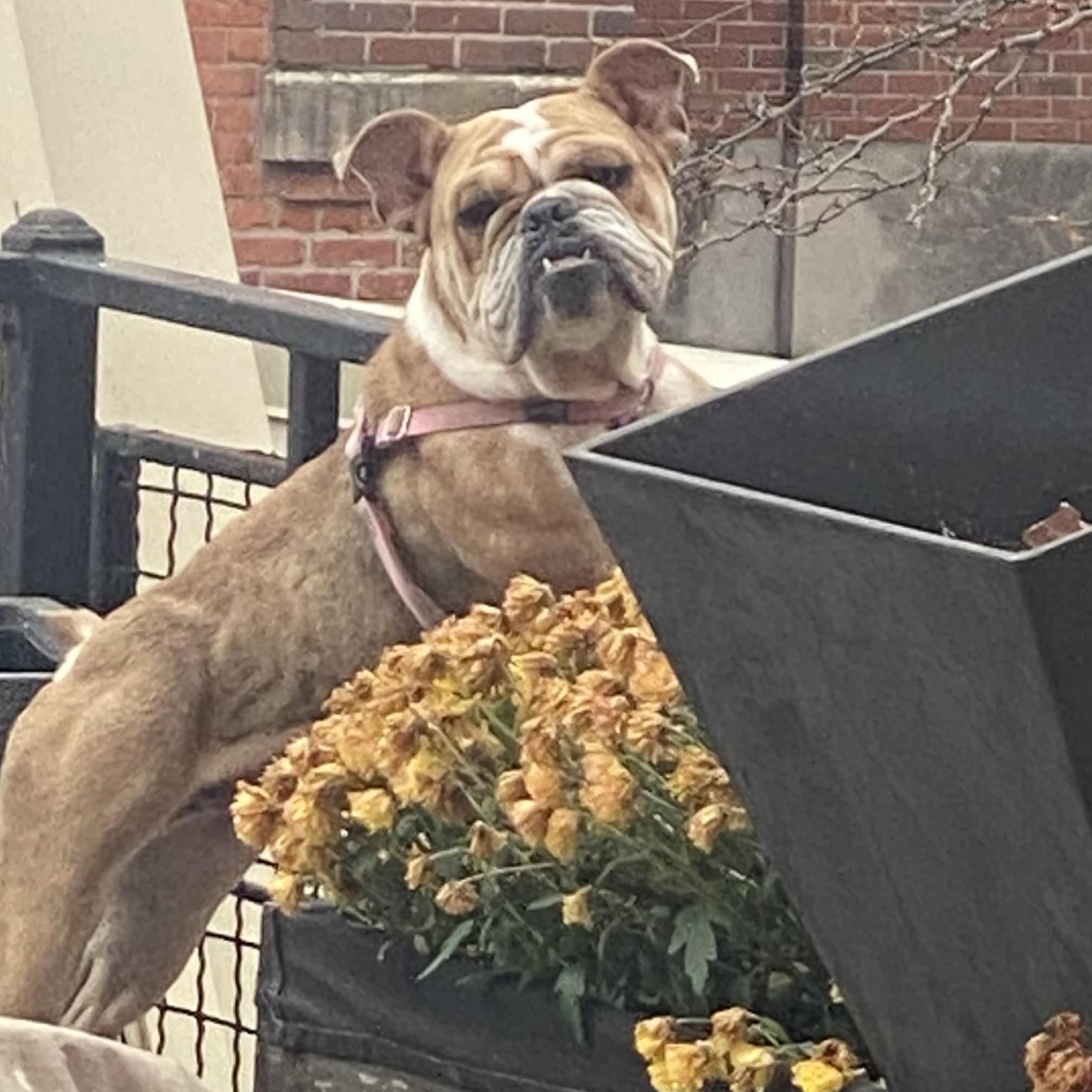 Enlarge Pearl, a ADOPTABLE English Bulldog in St. Clair Shores, MI image 5/6