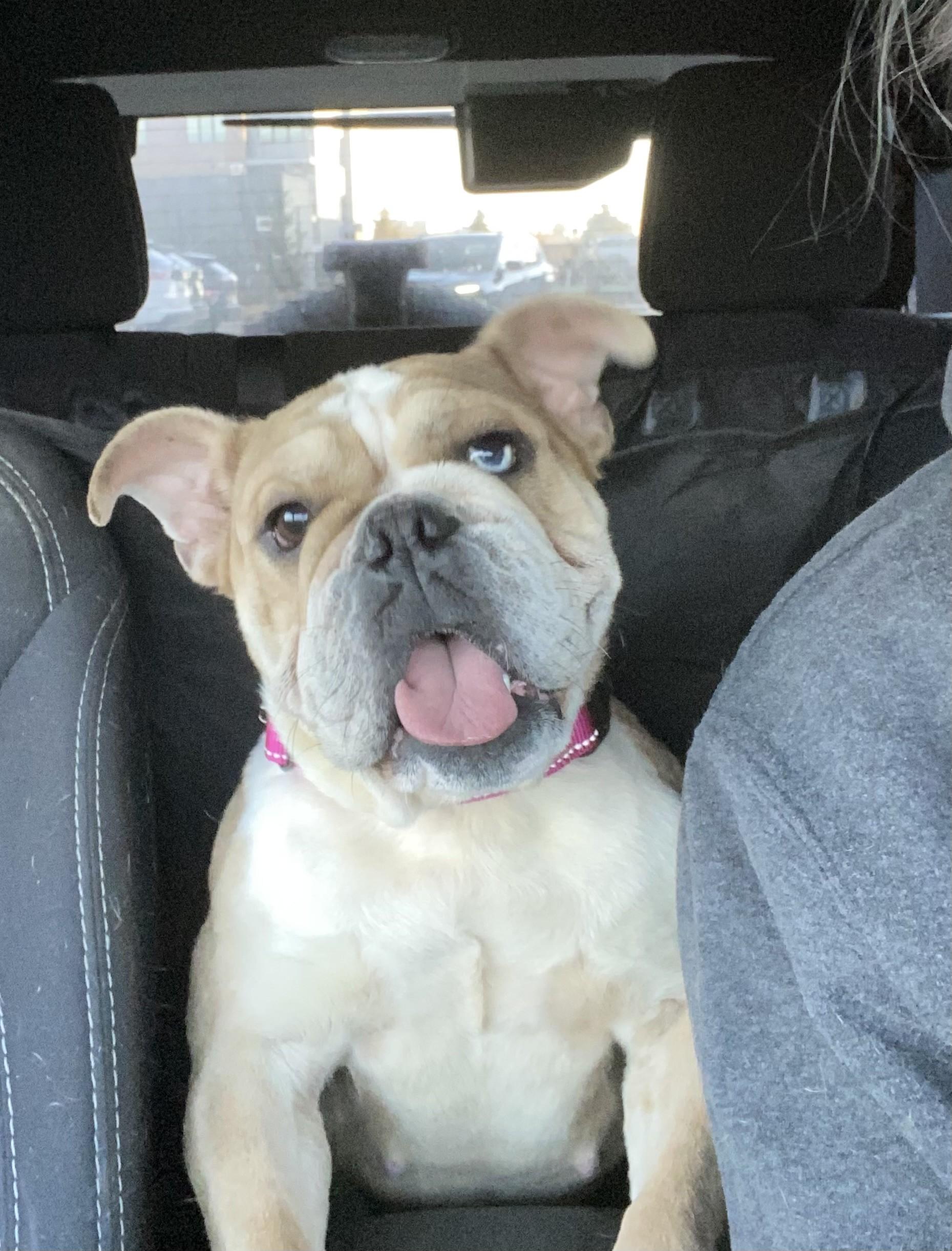 Enlarge Pearl, a ADOPTABLE English Bulldog in St. Clair Shores, MI image 1/6