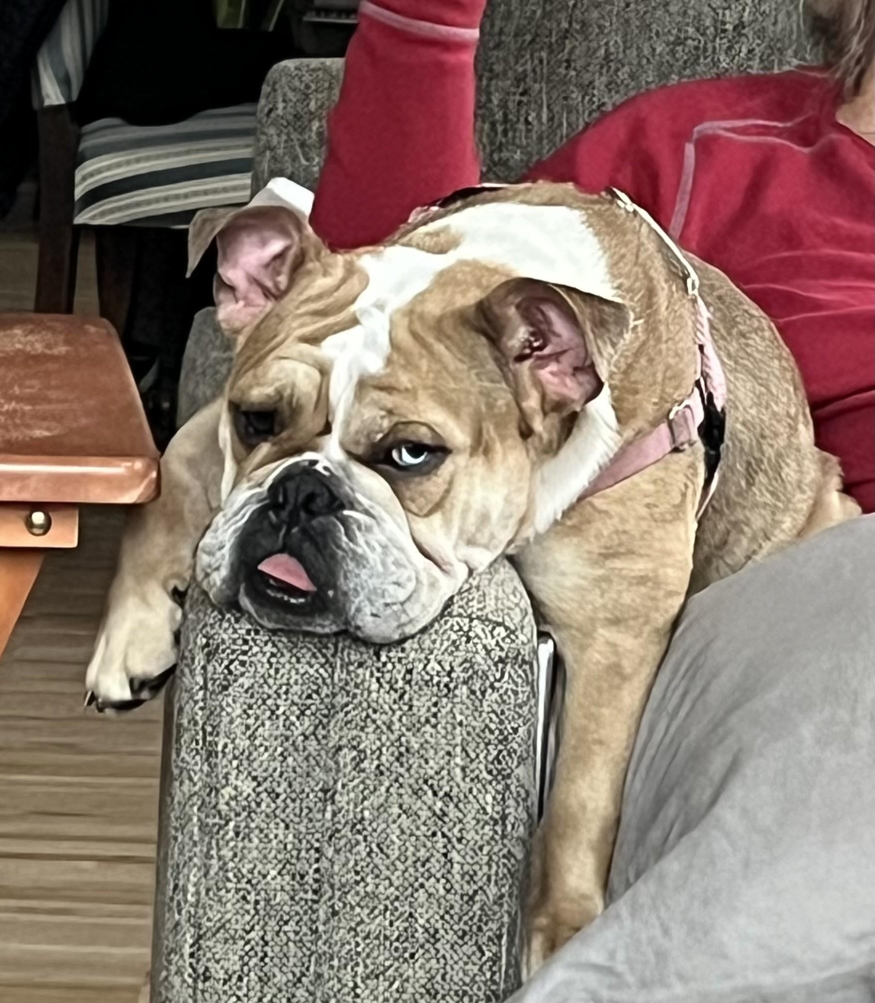 Enlarge Pearl, a ADOPTABLE English Bulldog in St. Clair Shores, MI image 2/6