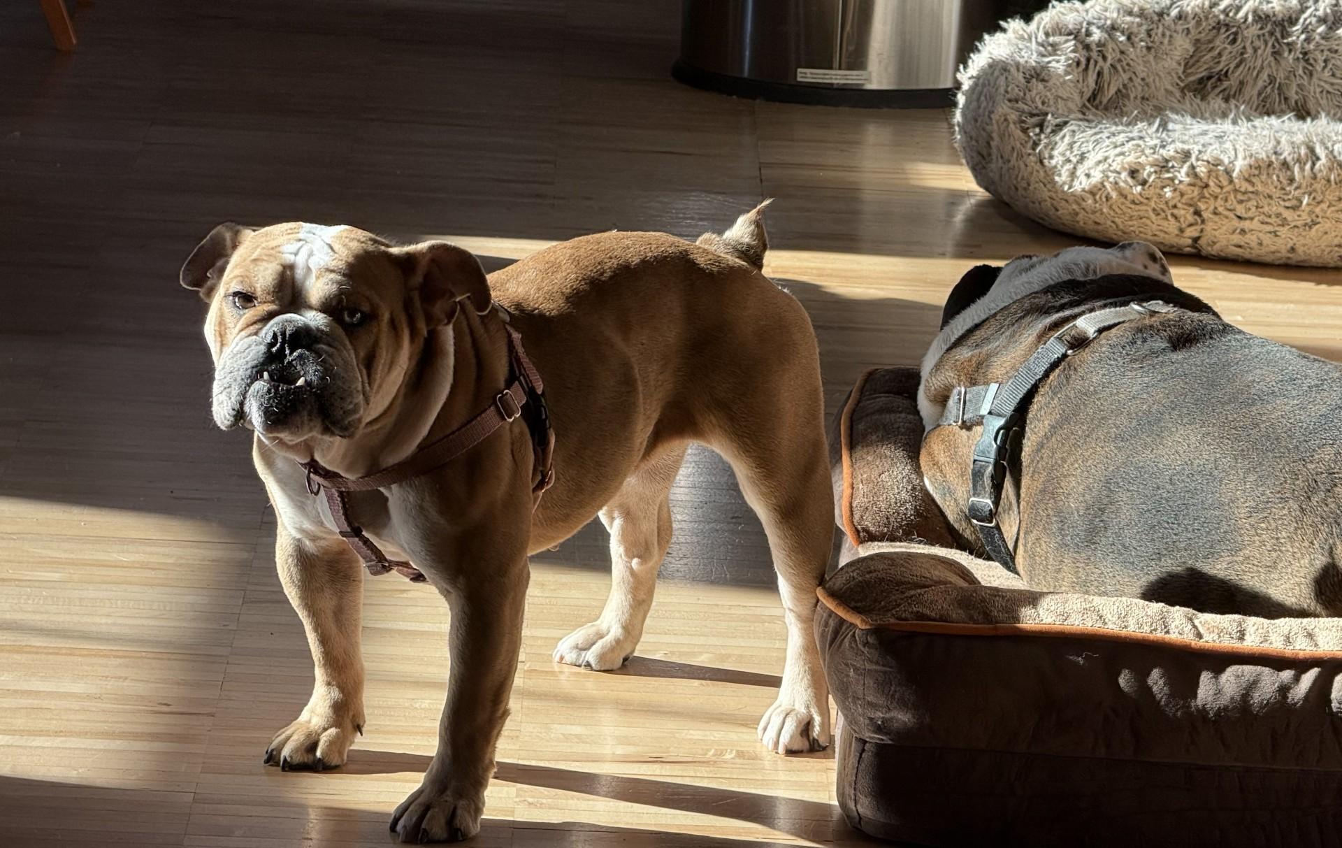 Enlarge Pearl, a ADOPTABLE English Bulldog in St. Clair Shores, MI image 3/6