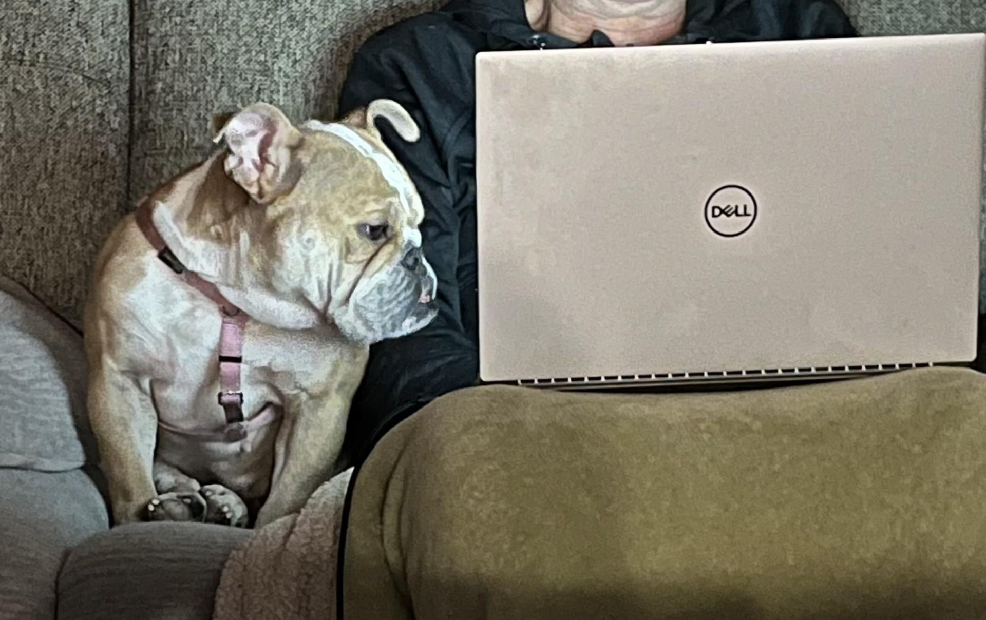 Enlarge Pearl, a ADOPTABLE English Bulldog in St. Clair Shores, MI image 6/6