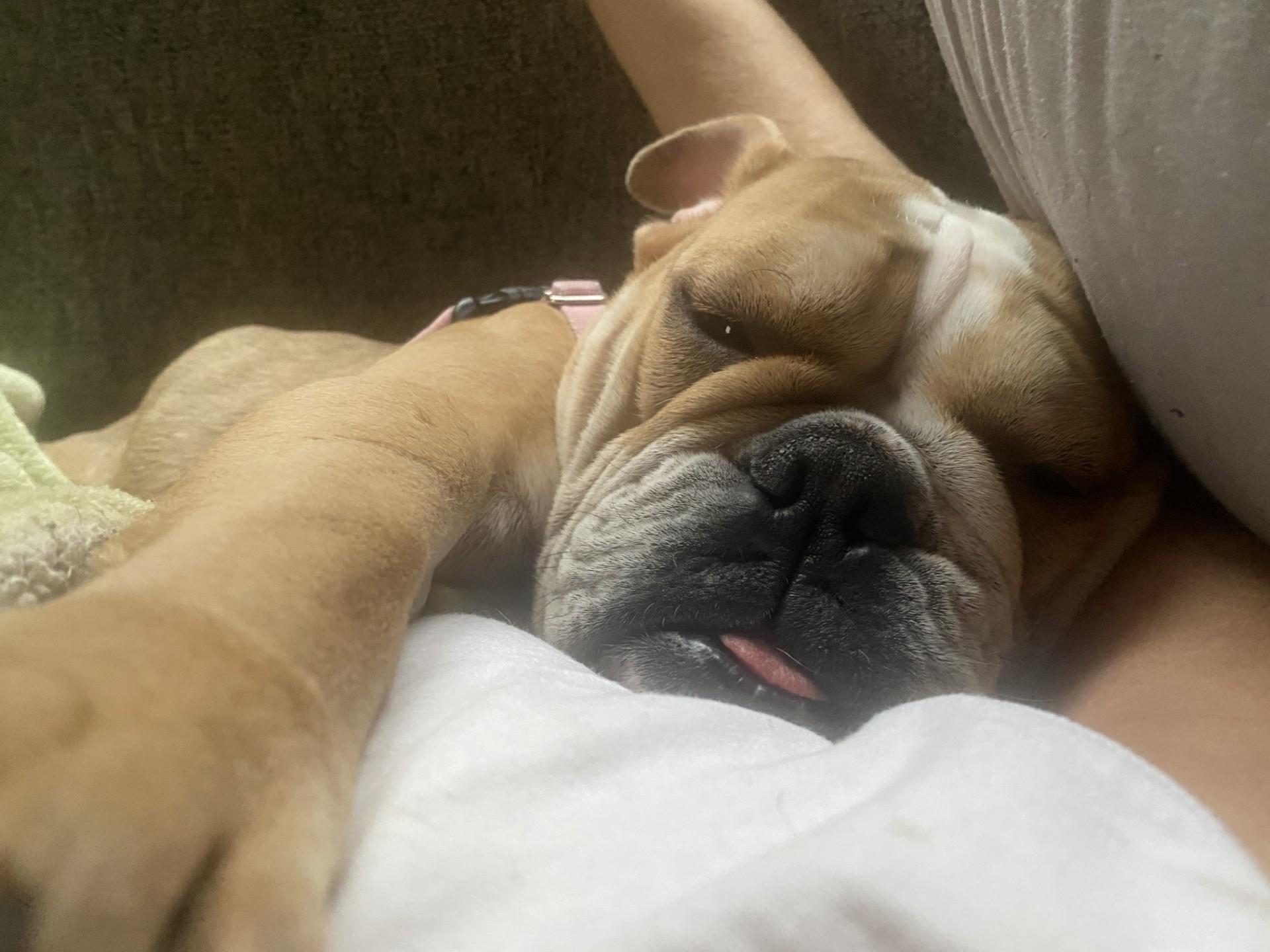 Enlarge Pearl, a ADOPTABLE English Bulldog in St. Clair Shores, MI image 4/6