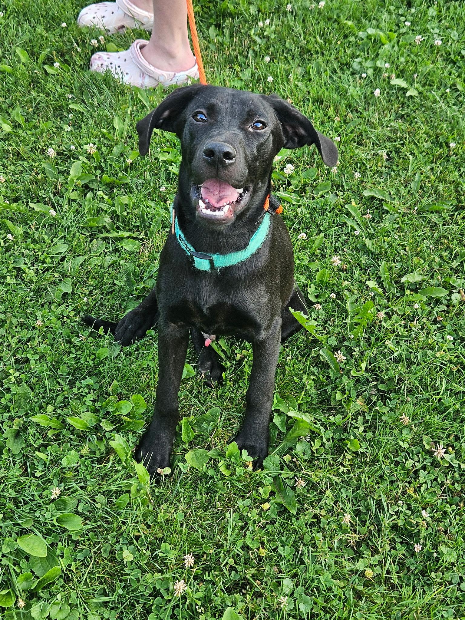 Duke, Adopted, Young Male Labrador Retriever.