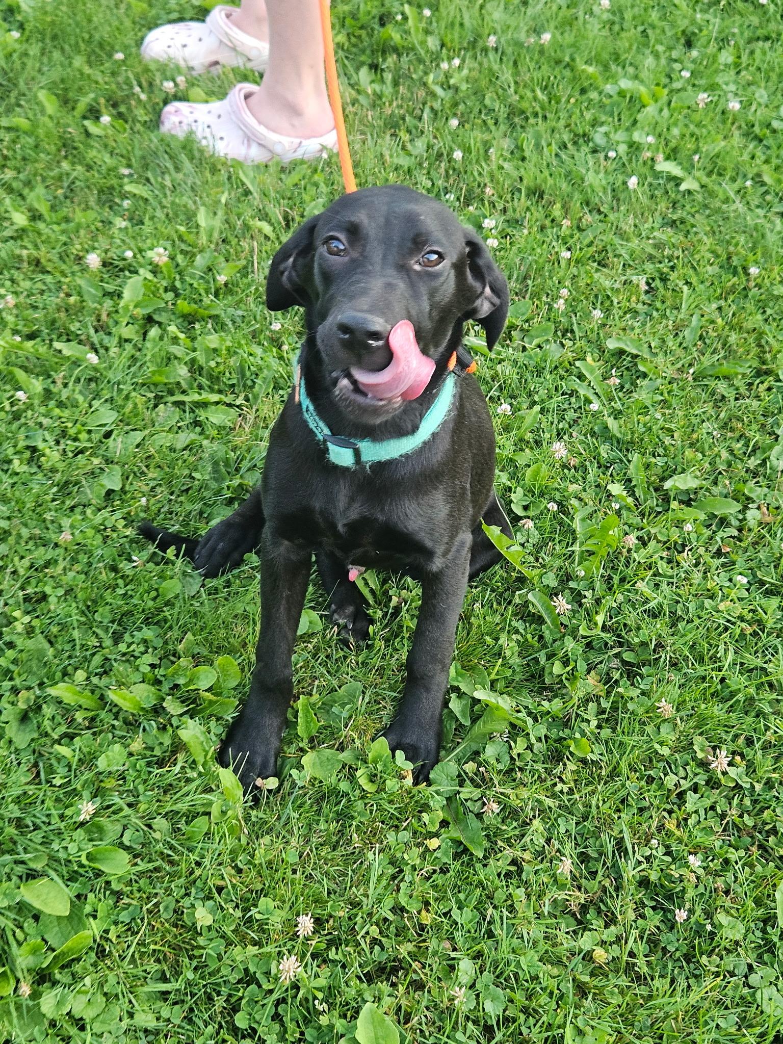 Enlarge Duke, a Adopted Labrador Retriever in Cattaraugus, NY image 2/2