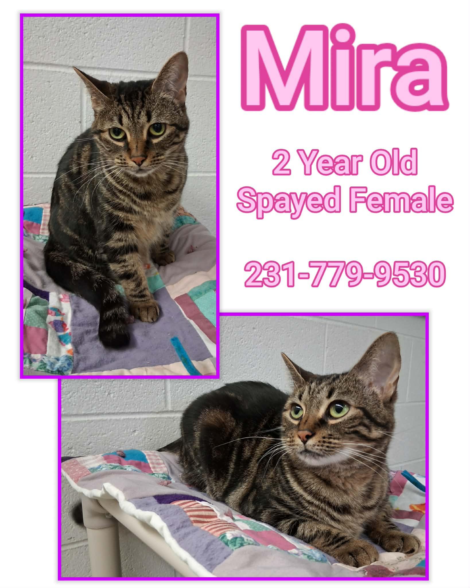Enlarge MIRA , a ADOPTABLE Domestic Short Hair in Cadillac, MI image 1/1