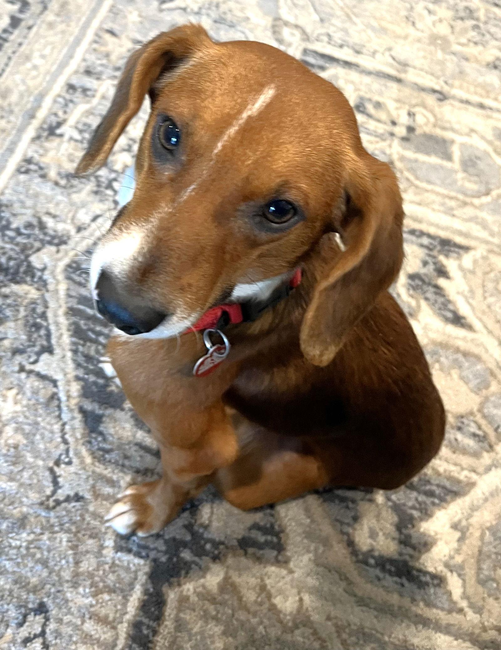 Arrow, Adopted, Young Male Beagle.
