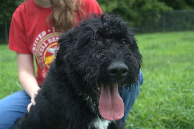 SKIPPER, Adoptable, Young Male Poodle.