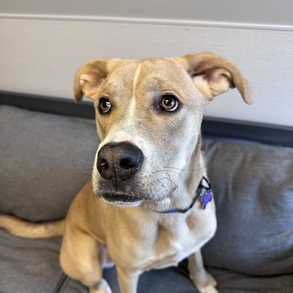 Enlarge Bobby, a ADOPTABLE mixed breed in Lansing, MI image 3/3