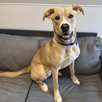 Bobby, ADOPTABLE, Adult Male Mixed Breed.