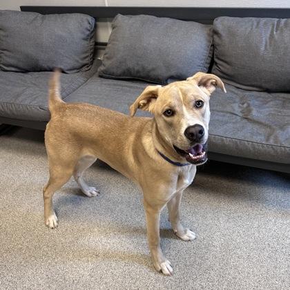 Enlarge Bobby, a ADOPTABLE mixed breed in Lansing, MI image 2/3