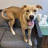 Enlarge Bobby, a ADOPTABLE mixed breed in Lansing, MI image 4/5