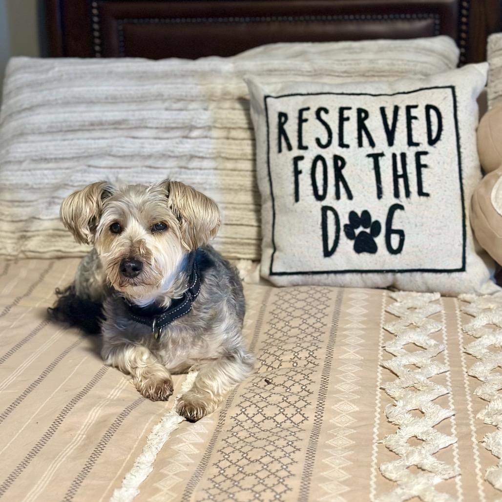 Frankie, Adoptable, Senior Male Yorkshire Terrier & Mixed Breed.