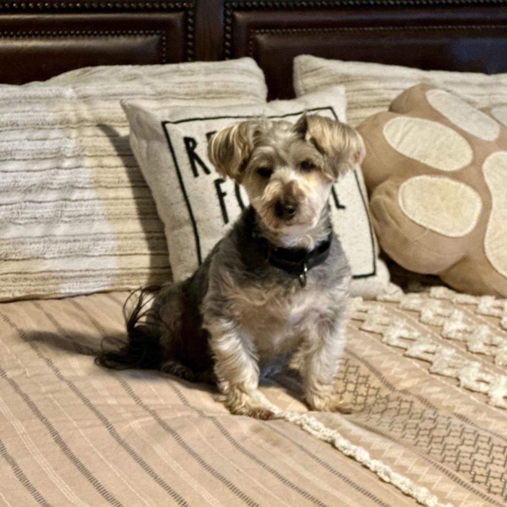 Enlarge Frankie, a Adoptable mixed breed in St. Charles, MO image 2/5