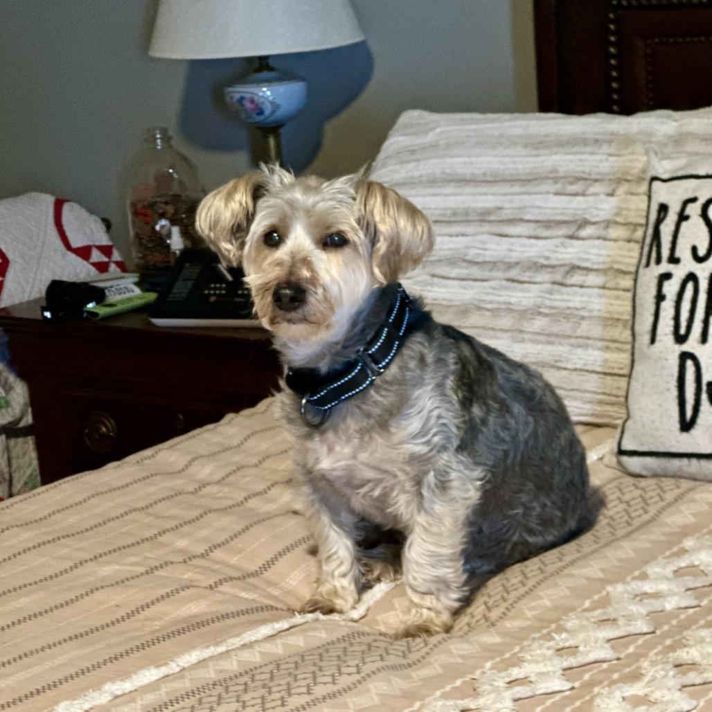 Enlarge Frankie, a Adoptable mixed breed in St. Charles, MO image 3/5