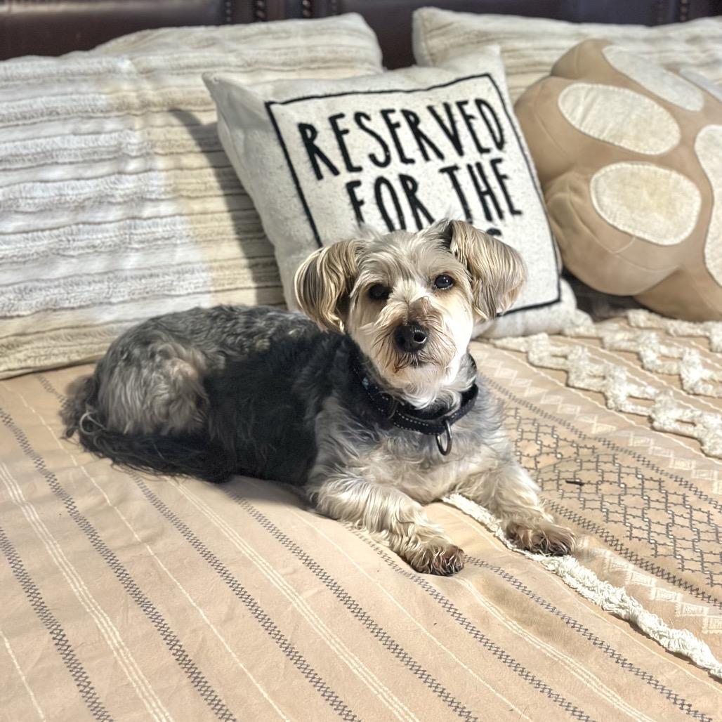 Enlarge Frankie, a Adoptable mixed breed in St. Charles, MO image 4/5