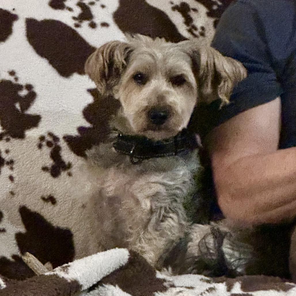 Enlarge Frankie, a Adoptable mixed breed in St. Charles, MO image 5/5