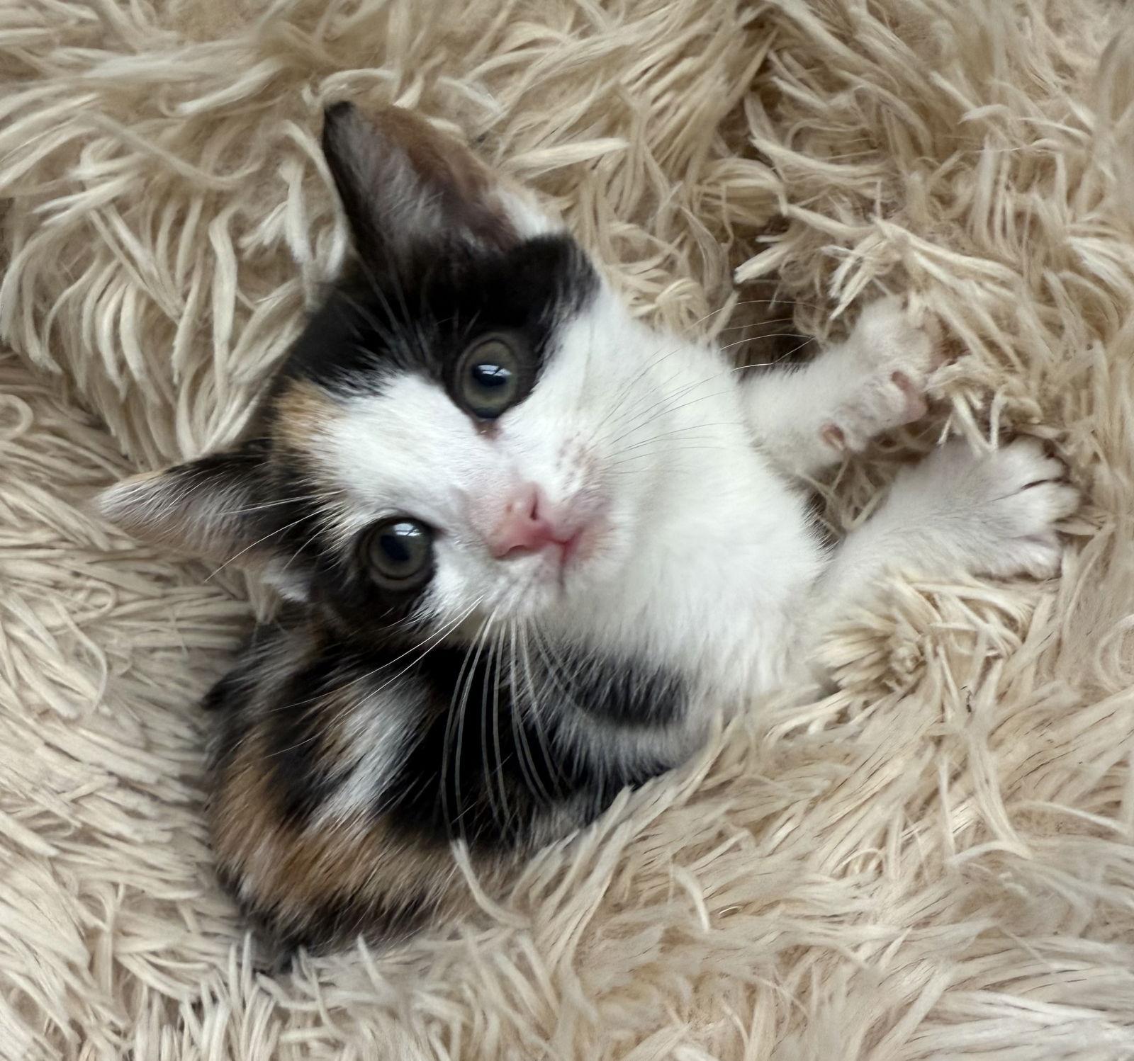 Enlarge Frisée (Returned), a Adopted Domestic Short Hair in Trenton, NJ image 1/3