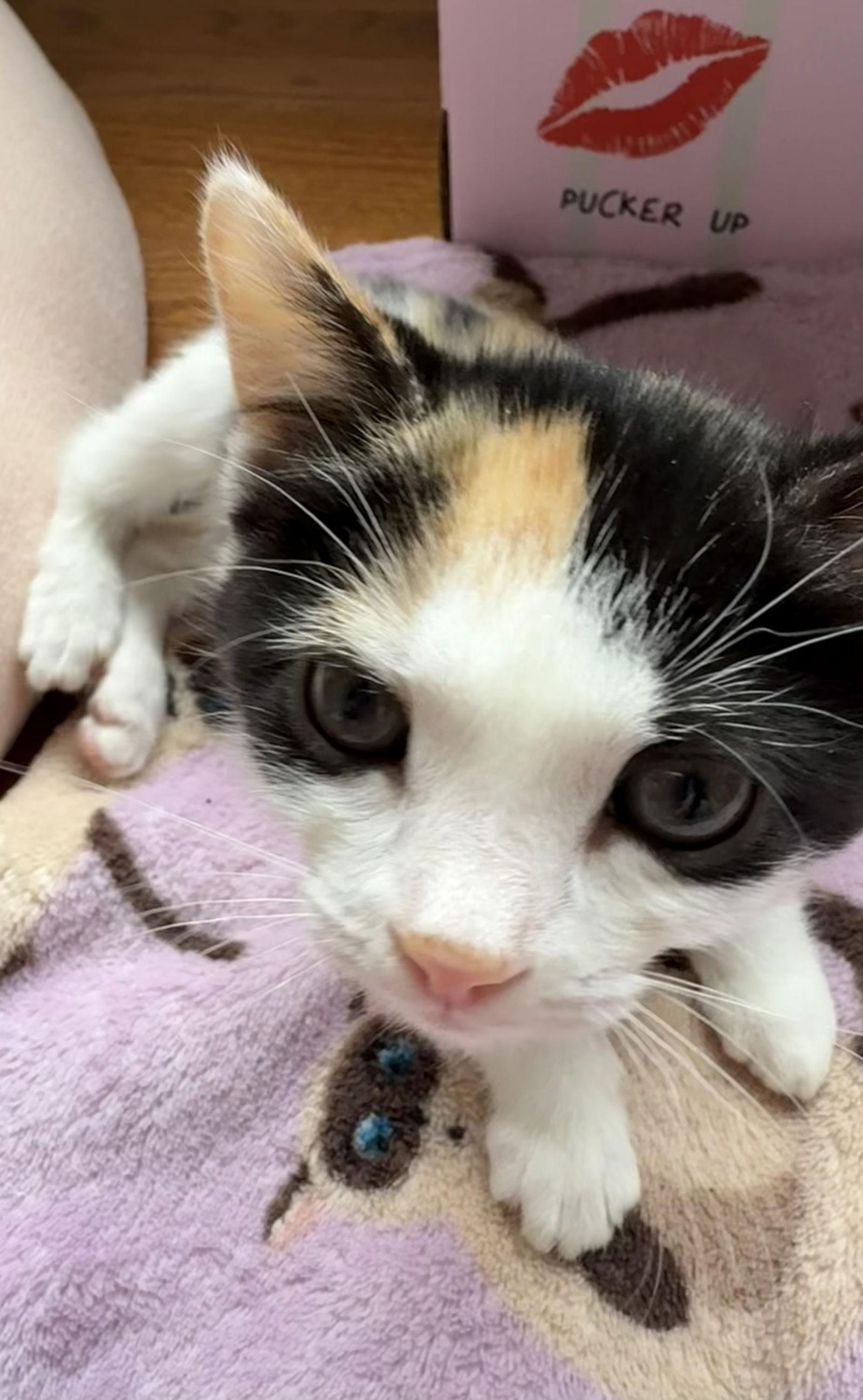 Enlarge Frisée (Returned), a Adopted Domestic Short Hair in Trenton, NJ image 2/3