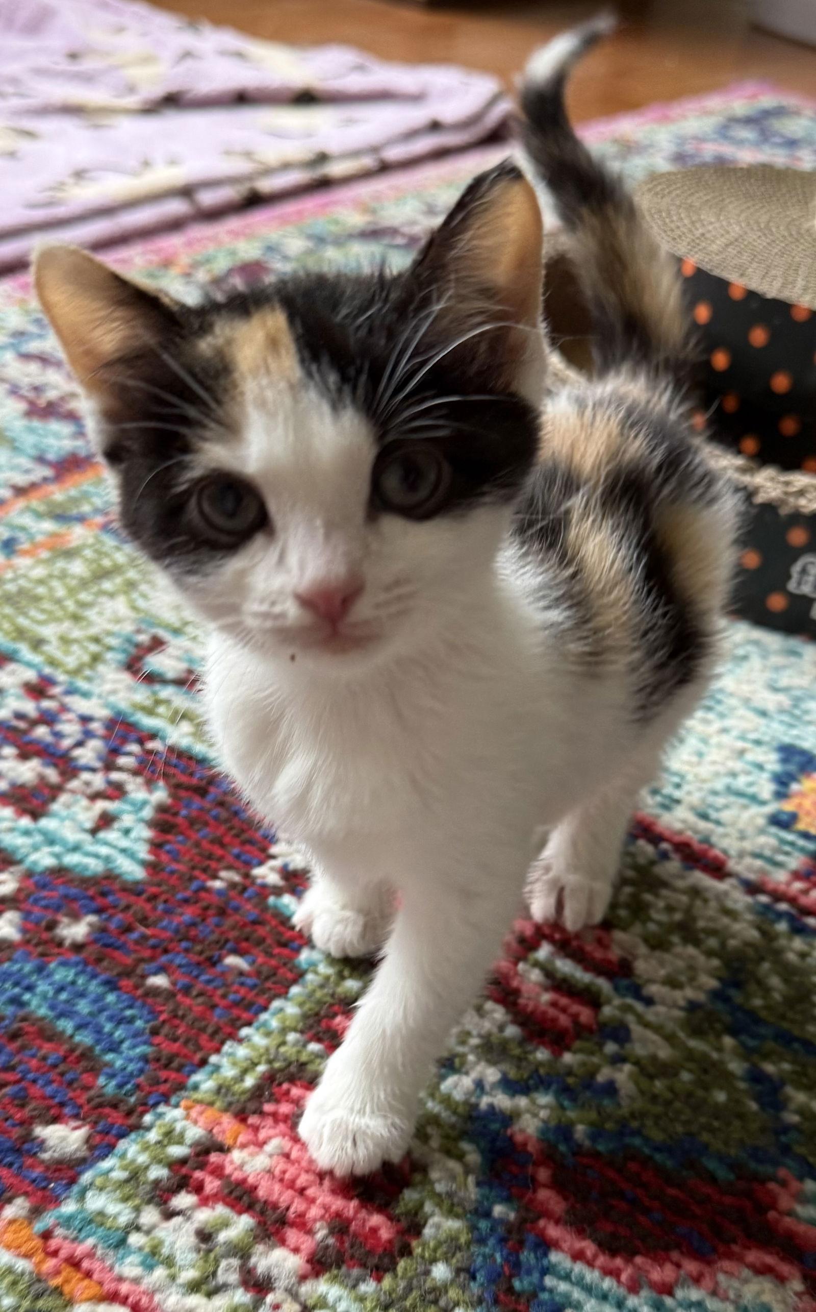 Enlarge Frisée (Returned), a Adopted Domestic Short Hair in Trenton, NJ image 3/3