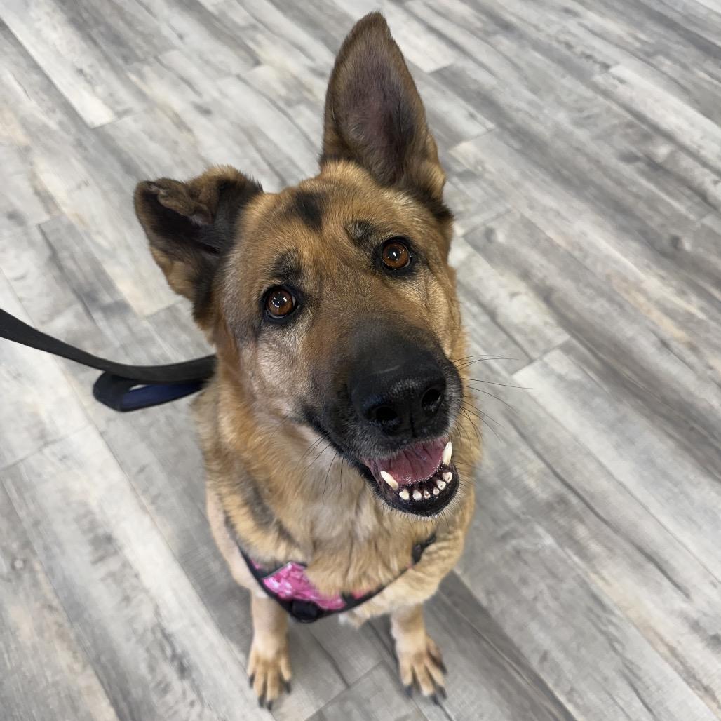 Enlarge Chloe, a ADOPTABLE German Shepherd Dog in Crookston, MN image 1/1