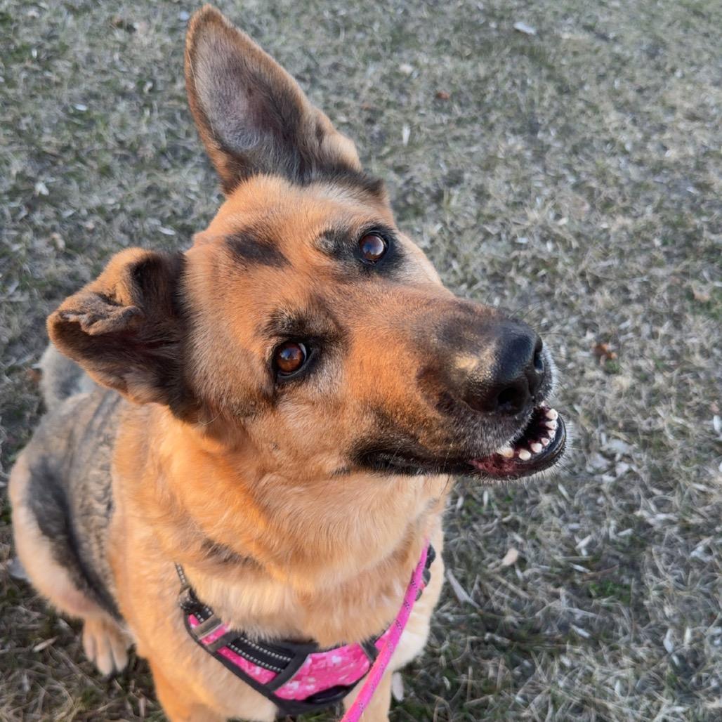 Enlarge Chloe, a ADOPTABLE German Shepherd Dog in Crookston, MN image 2/2