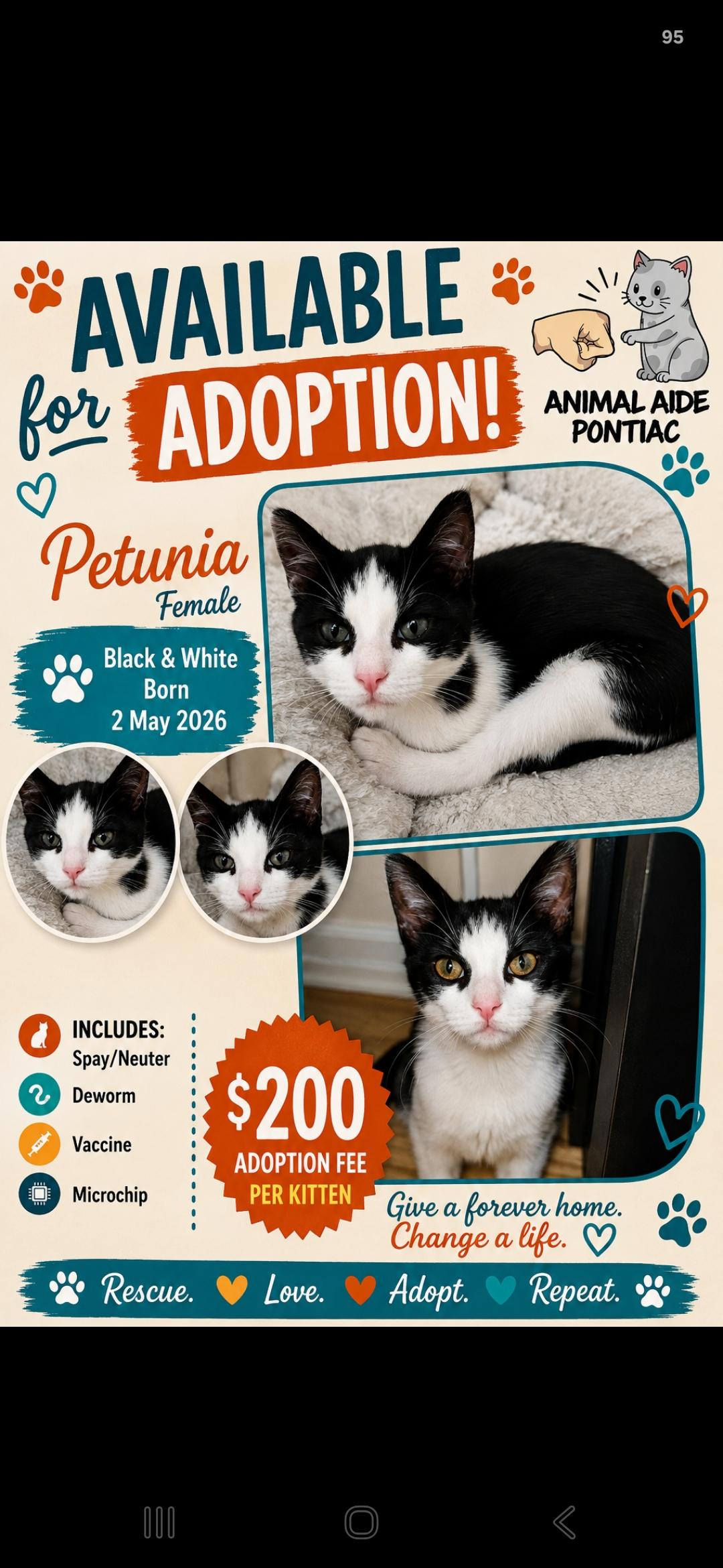 Petunia, Adoptable, Kitten Female Domestic Short Hair.