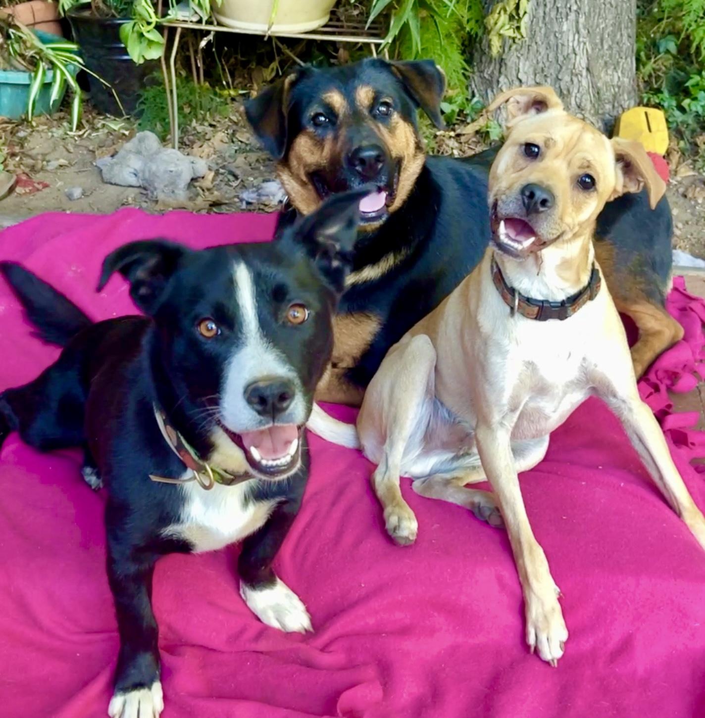 Enlarge Shorty Video, a Adoptable mixed breed in Pasadena, CA image 3/5