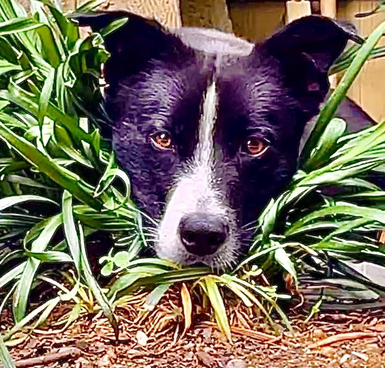 Enlarge Shorty Video, a Adoptable mixed breed in Pasadena, CA image 5/5