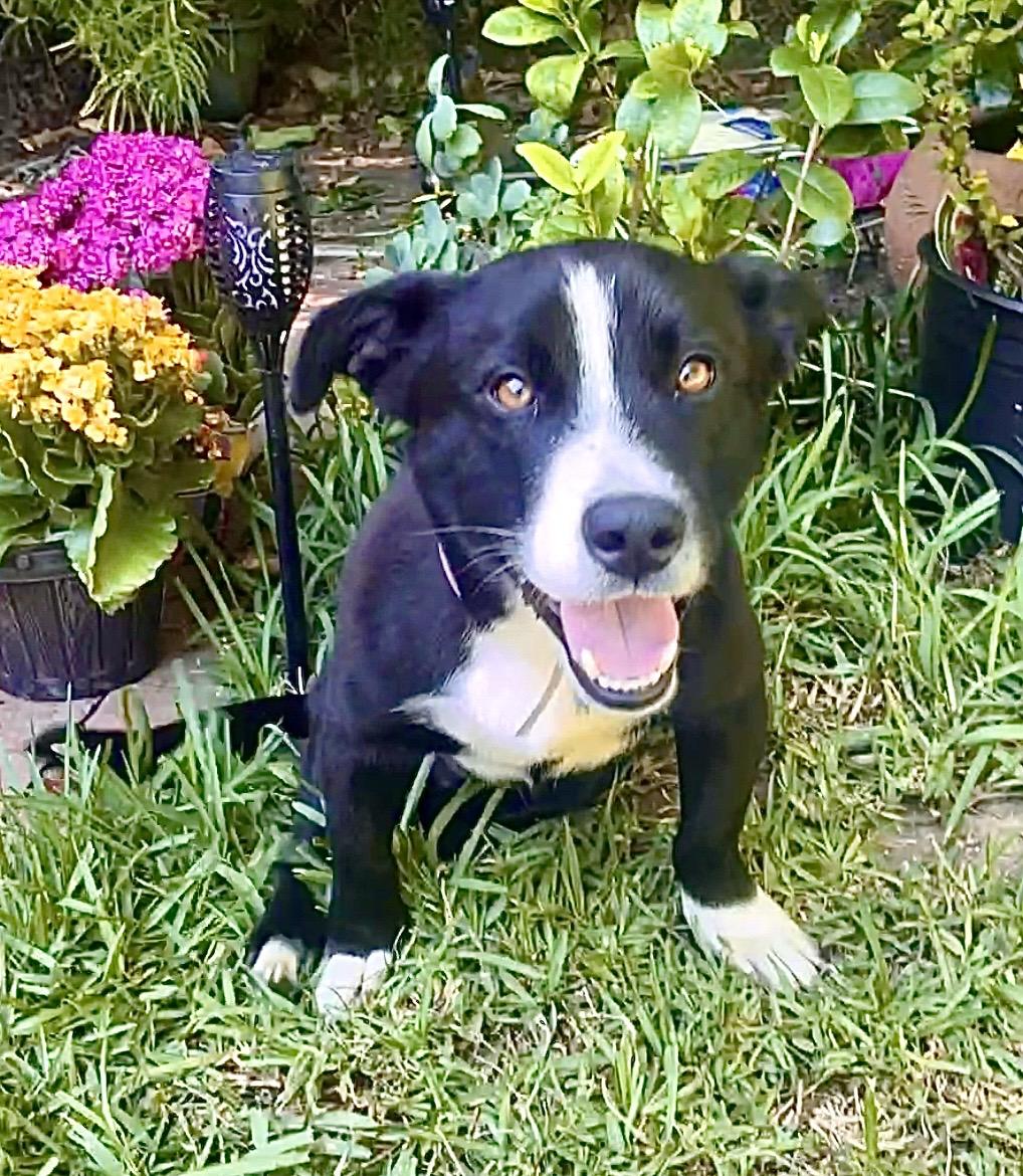 Enlarge Shorty Video, a Adoptable mixed breed in Pasadena, CA image 1/5