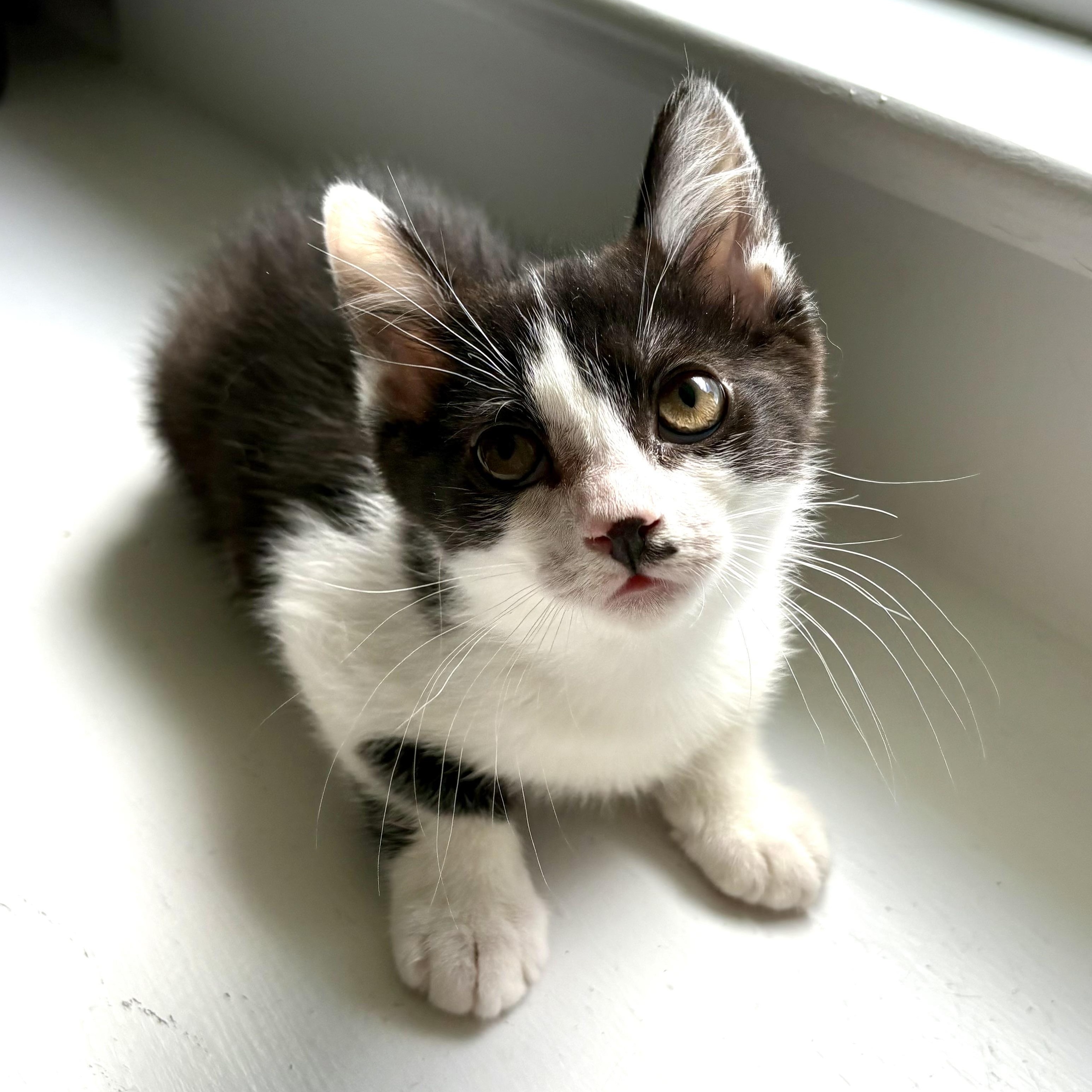 Romeo, a Adoptable Domestic Short Hair in East Amherst, NY image 5/6