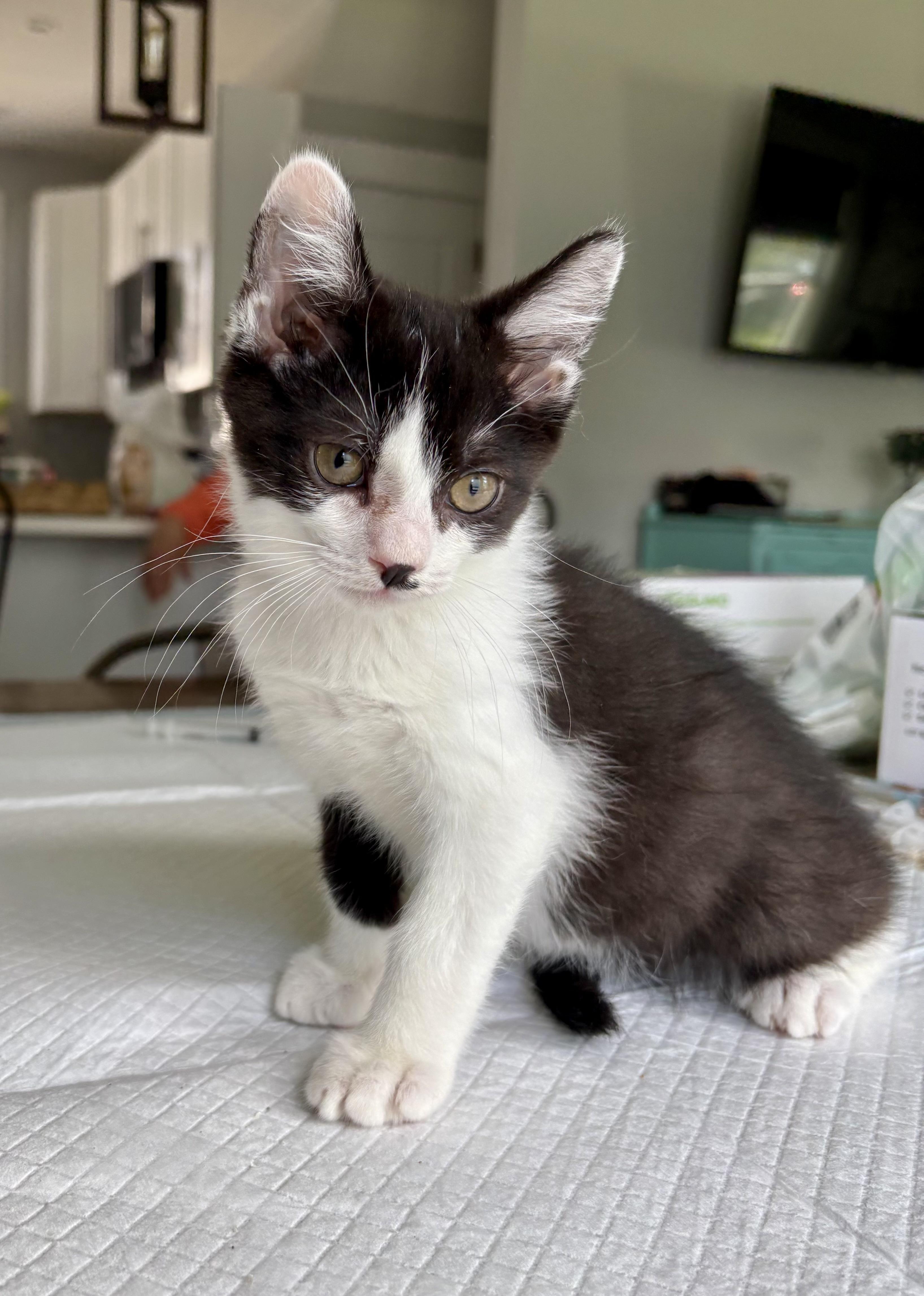 Romeo, a Adoptable Domestic Short Hair in East Amherst, NY image 3/6