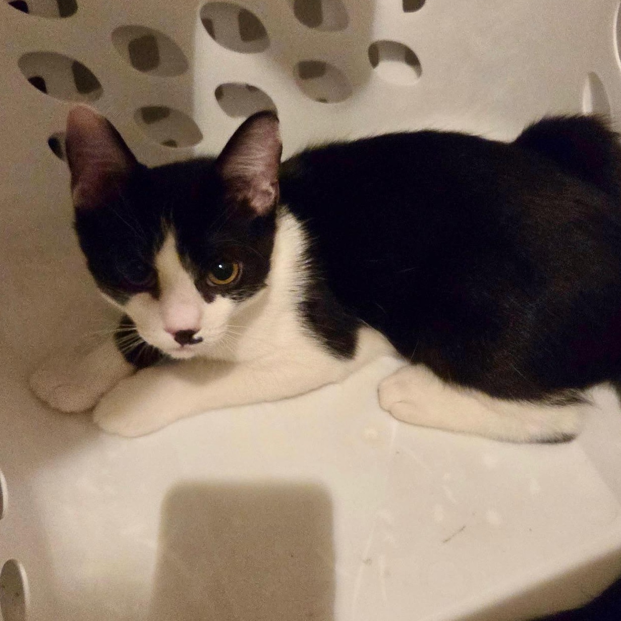 Enlarge Romeo, a Adoptable Domestic Short Hair in East Amherst, NY image 2/6
