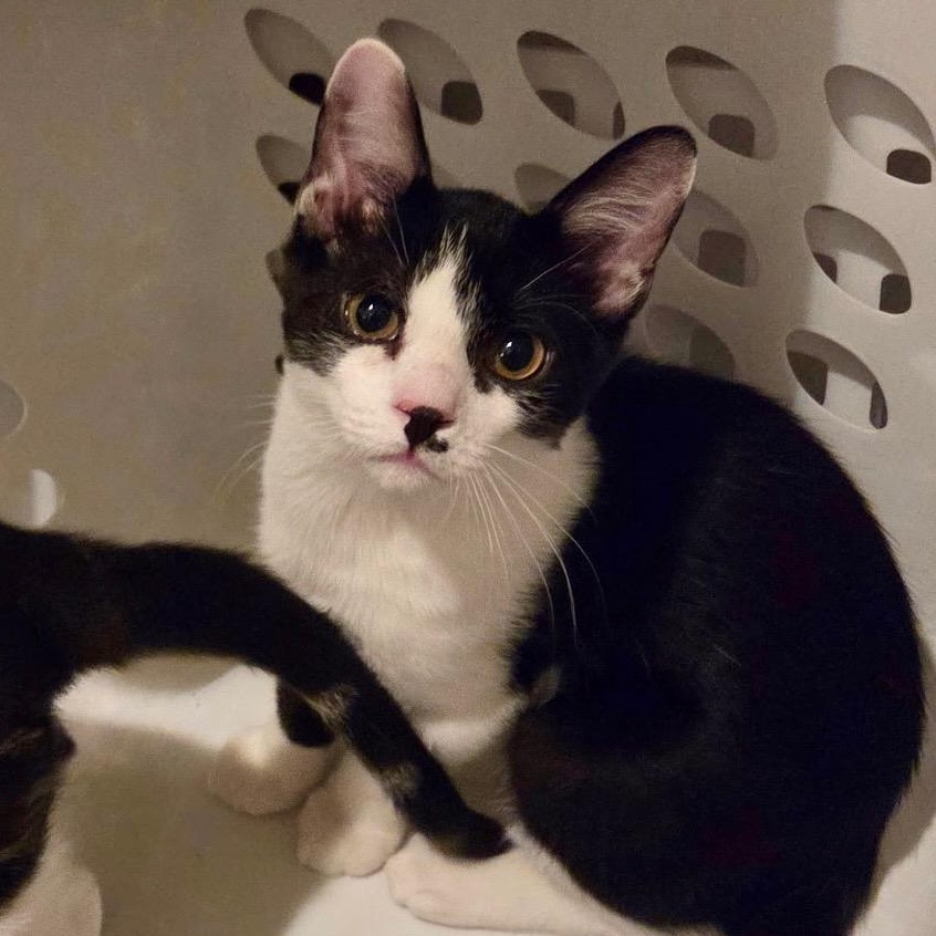 Romeo, Adoptable, Kitten Male Domestic Short Hair.