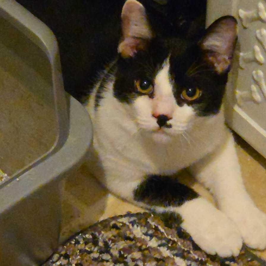 Romeo, Adoptable, Kitten Male Domestic Short Hair.