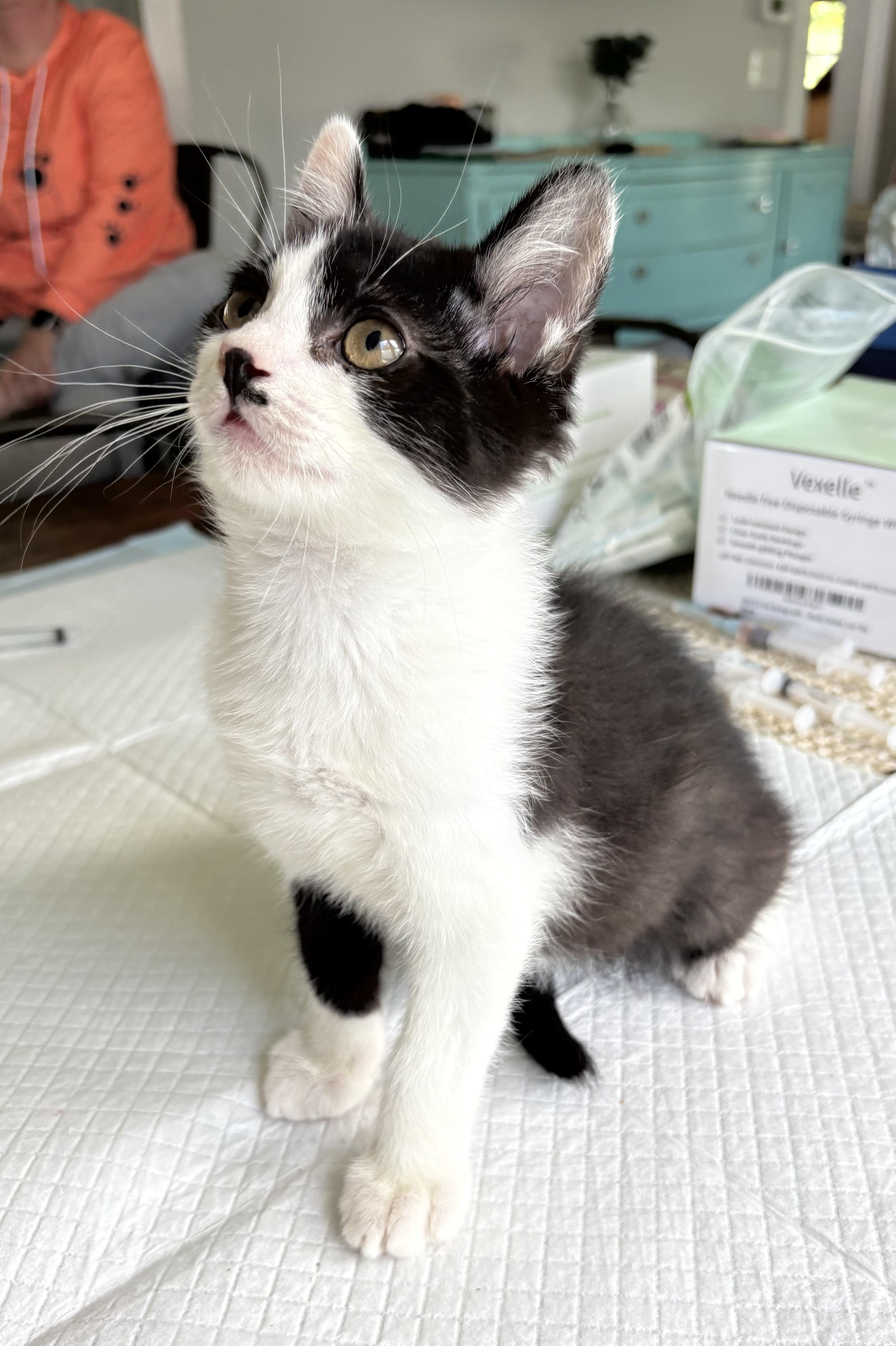 Romeo, a Adoptable Domestic Short Hair in East Amherst, NY image 4/6