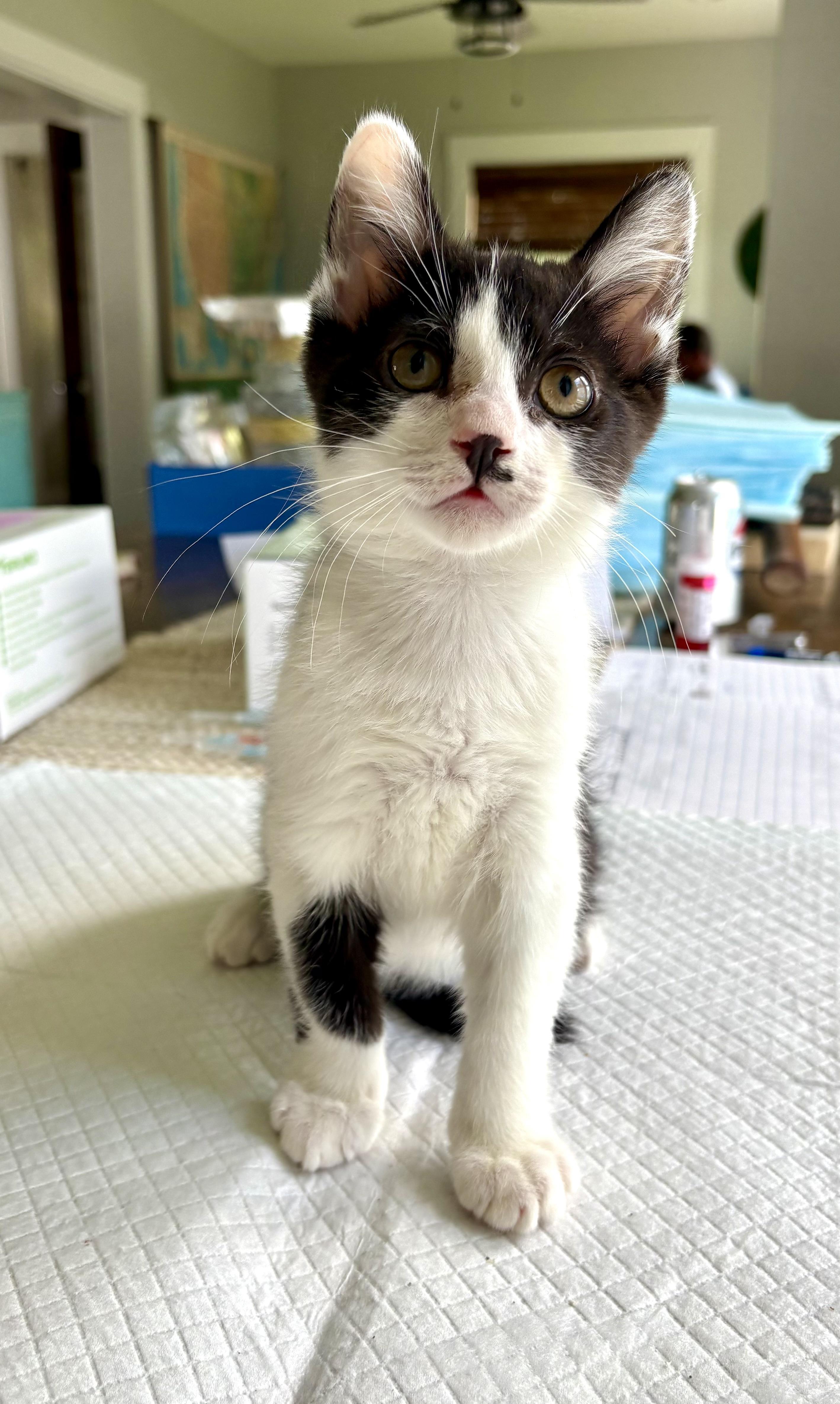 Romeo, a Adoptable Domestic Short Hair in East Amherst, NY image 2/6