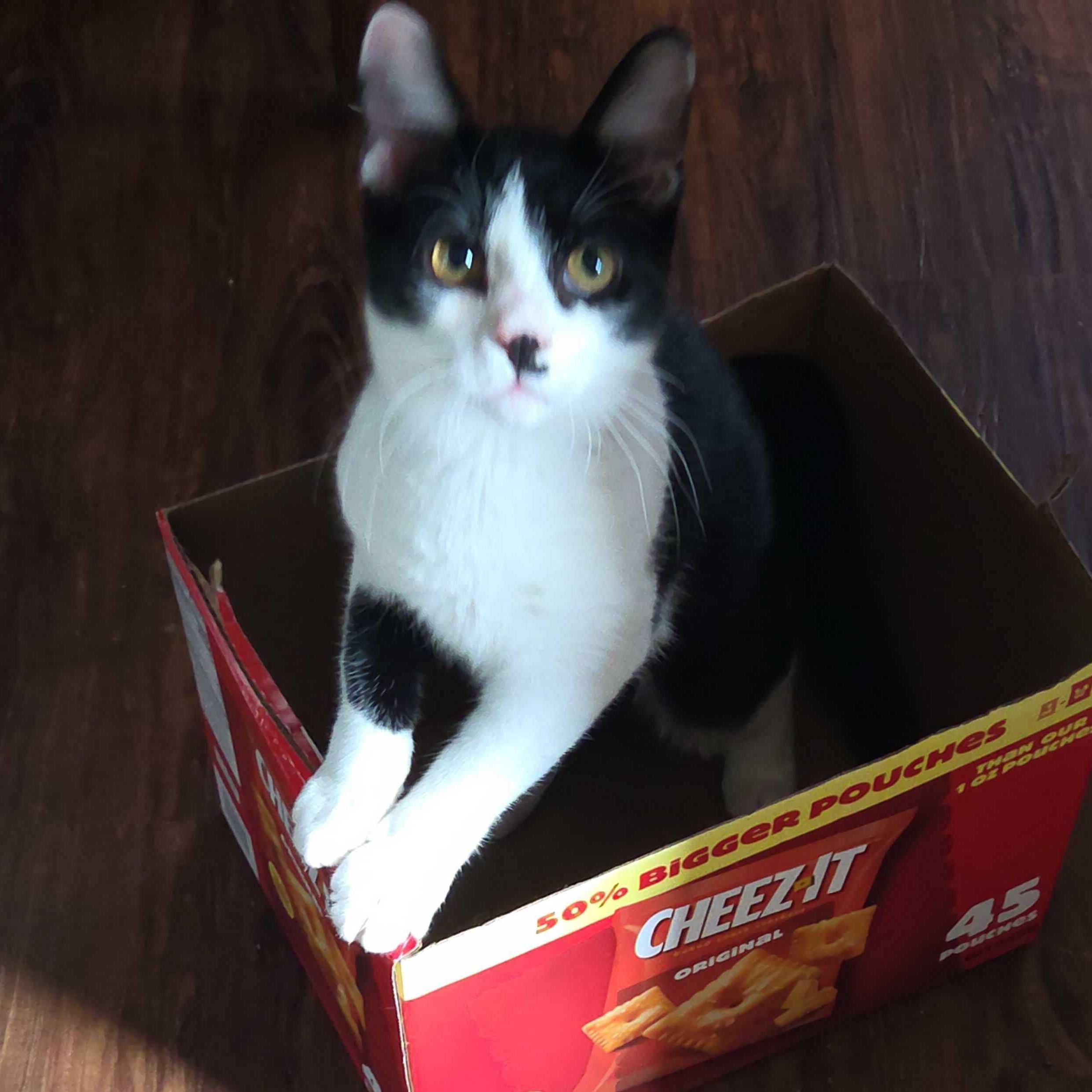 Enlarge Romeo, a Adoptable Domestic Short Hair in East Amherst, NY image 2/6