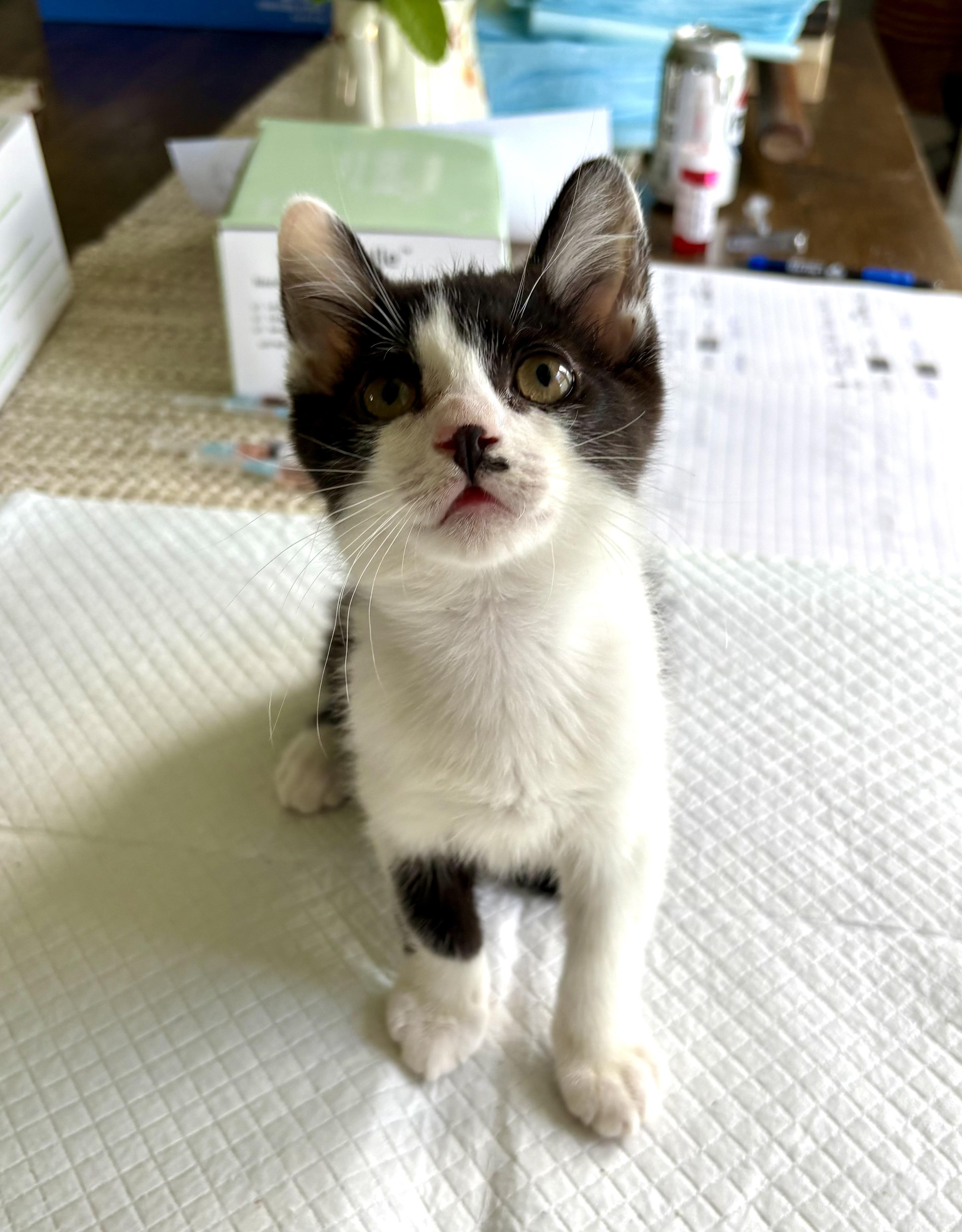 Romeo, a Adoptable Domestic Short Hair in East Amherst, NY image 6/6