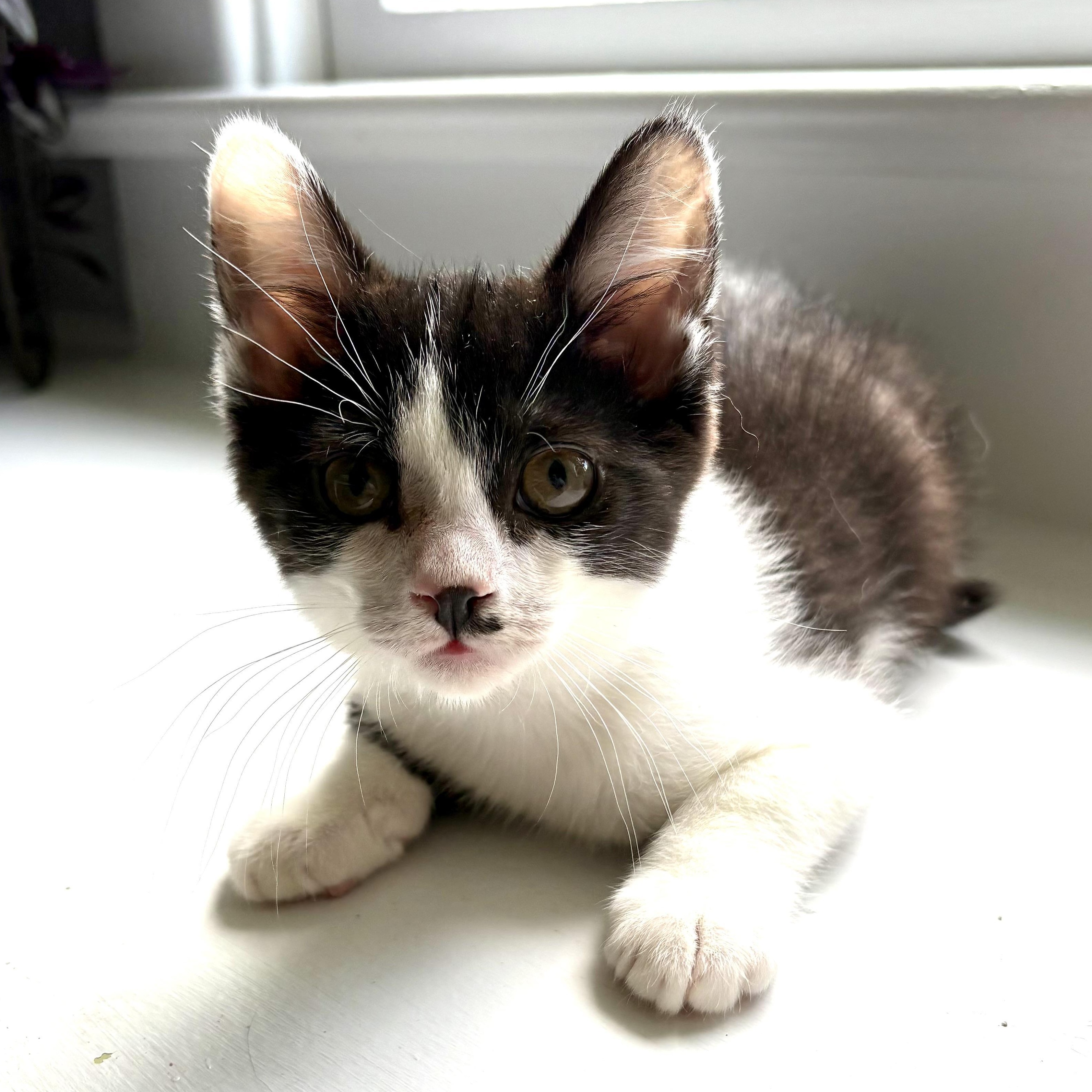 Romeo, a Adoptable Domestic Short Hair in East Amherst, NY image 1/6