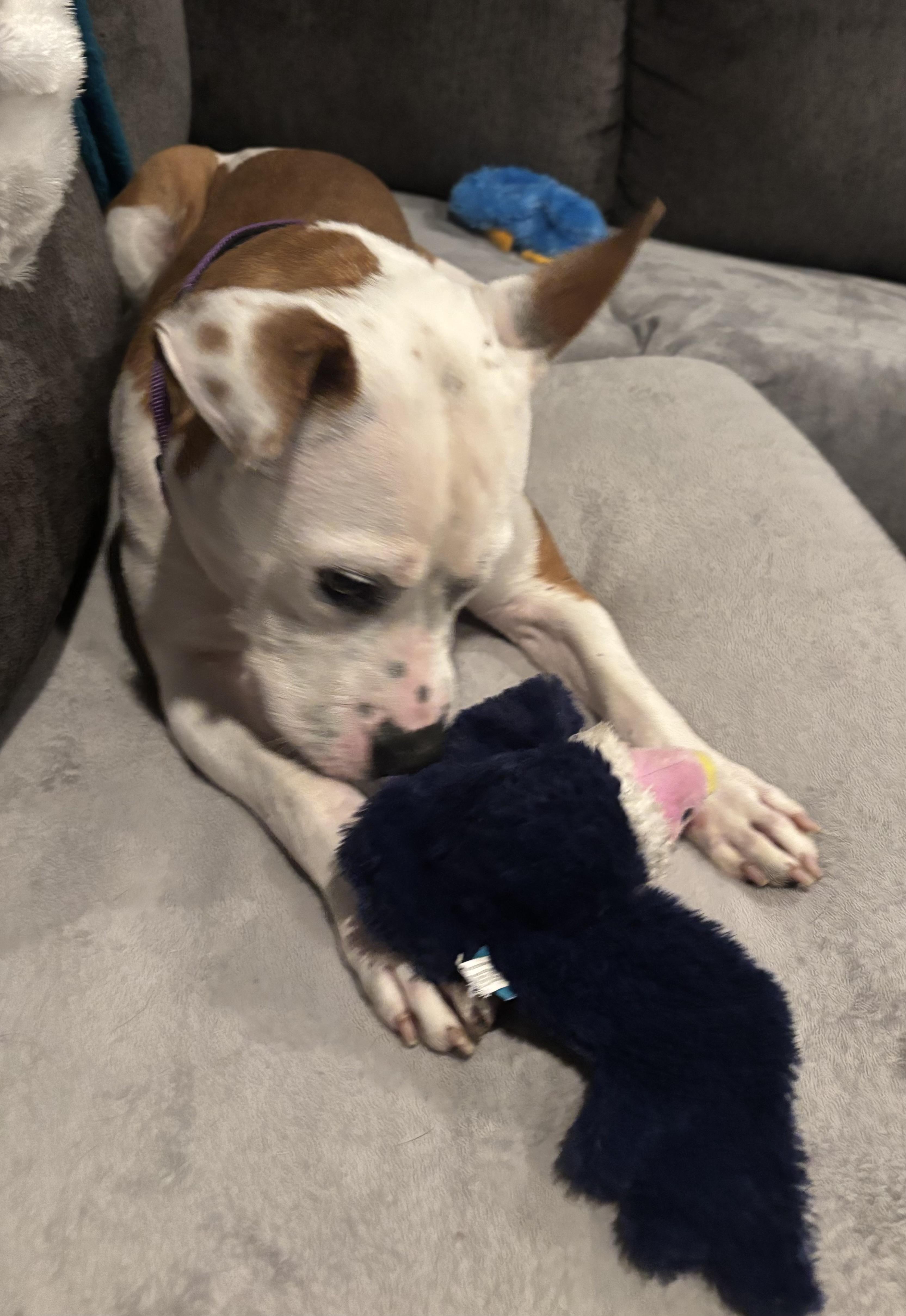 “Why Isn’t Anyone Picking Me?” — Love, Autumn, an adoptable Mixed Breed in Bismarck , ND, 58504 | Photo Image 3