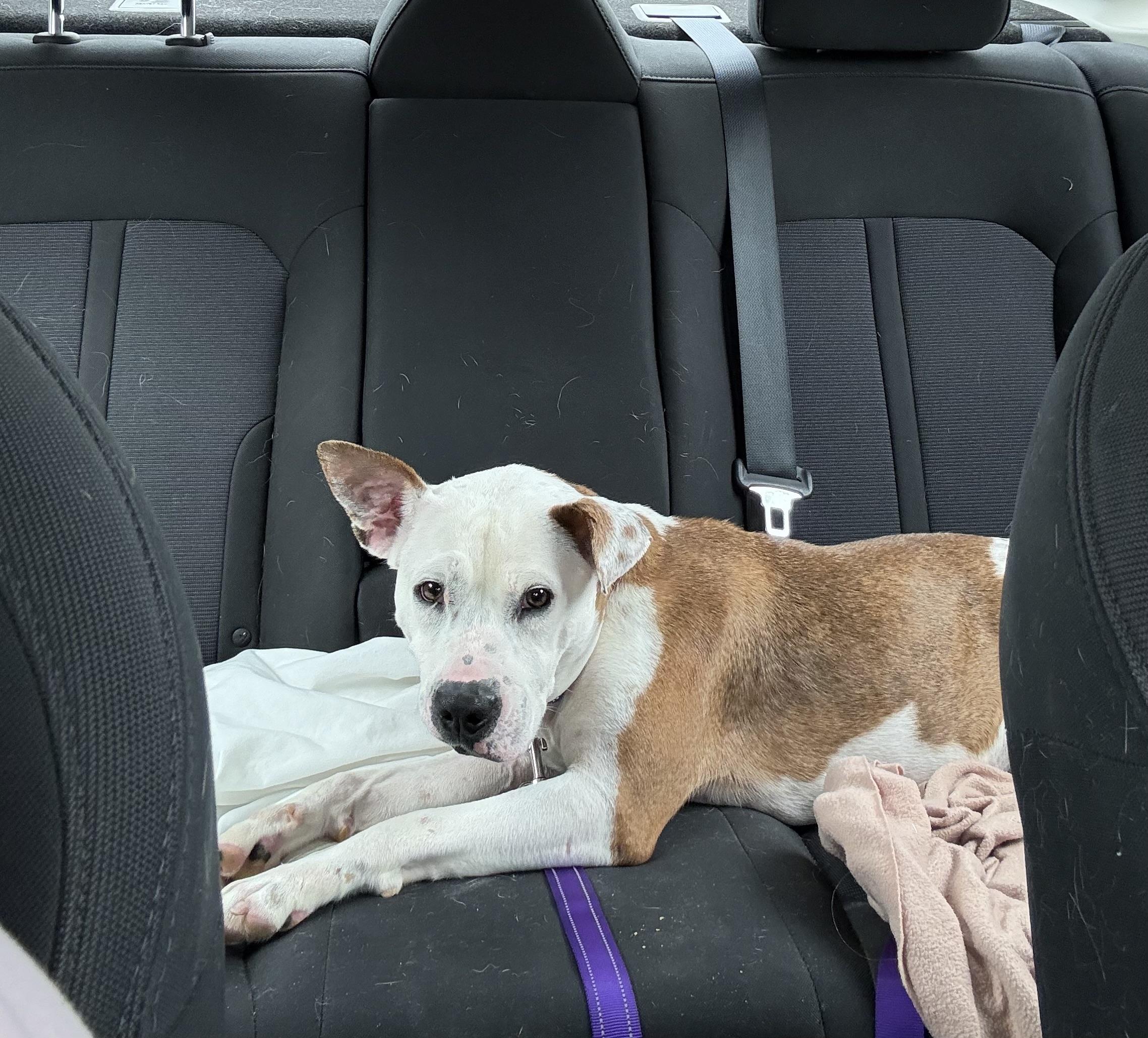 “Why Isn’t Anyone Picking Me?” — Love, Autumn, an adoptable Mixed Breed in Bismarck , ND, 58504 | Photo Image 4