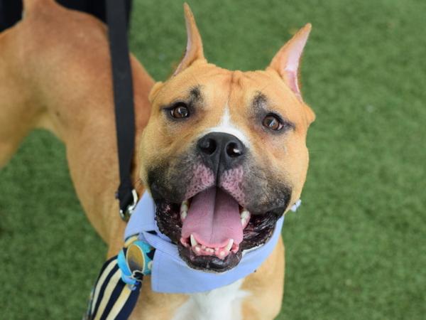 Junebugg, Adoptable, Young Male Mixed Breed.