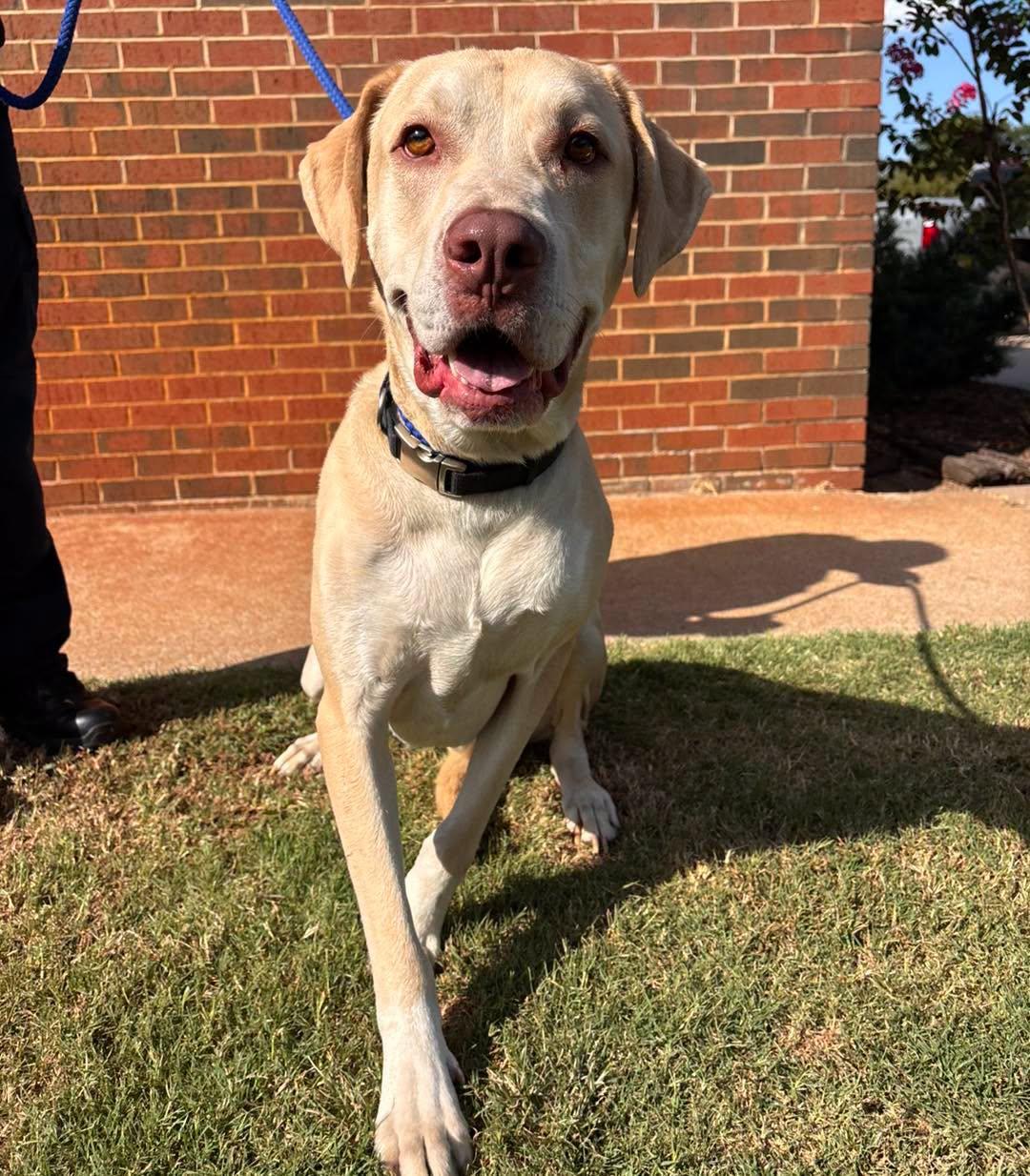 Frog, Adoptable, Adult Male Labrador Retriever & Great Dane.