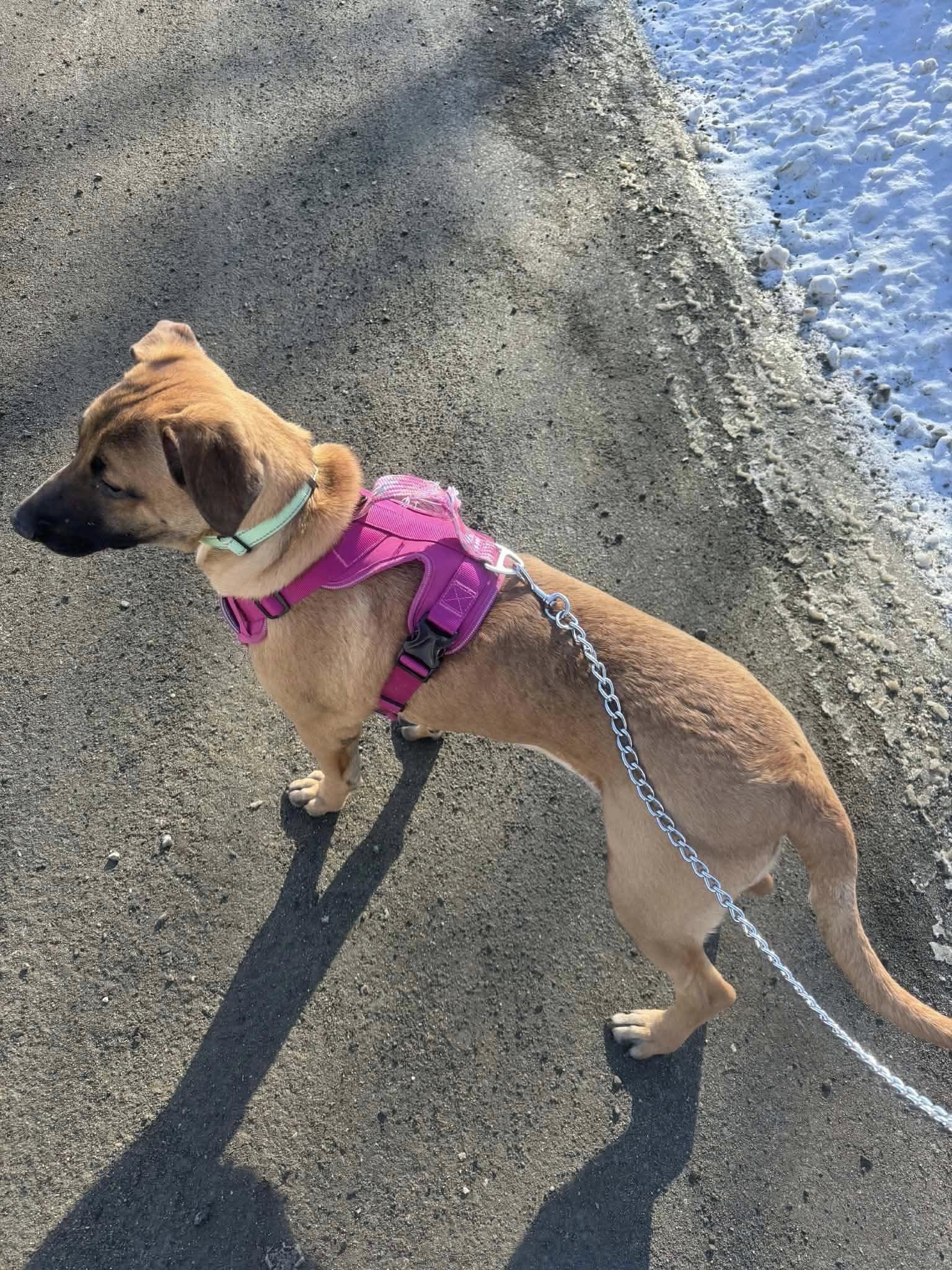 Enlarge WILLOW, a Adoptable mixed breed in Sebec, ME image 1/4