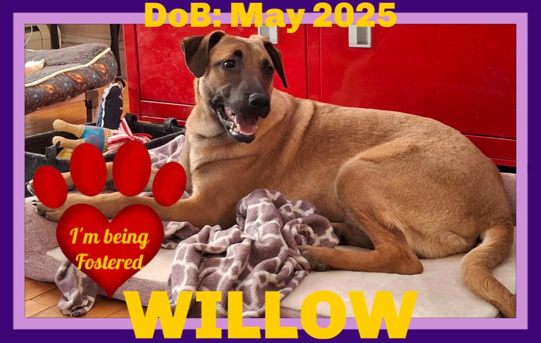 Enlarge WILLOW, a Adopted mixed breed in Sebec, ME image 2/4
